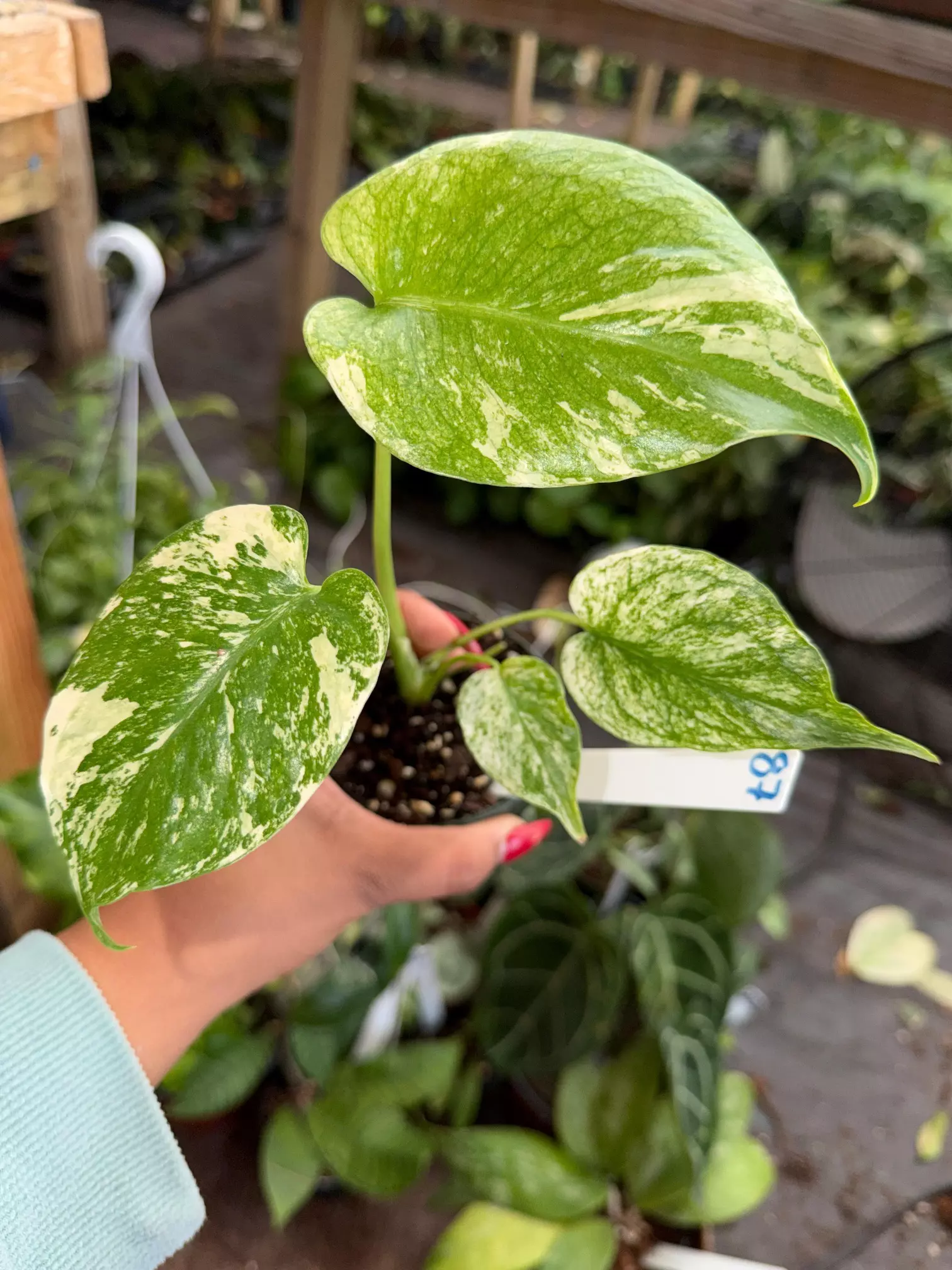 plant/MONSTERA MINT 4" 87P-0