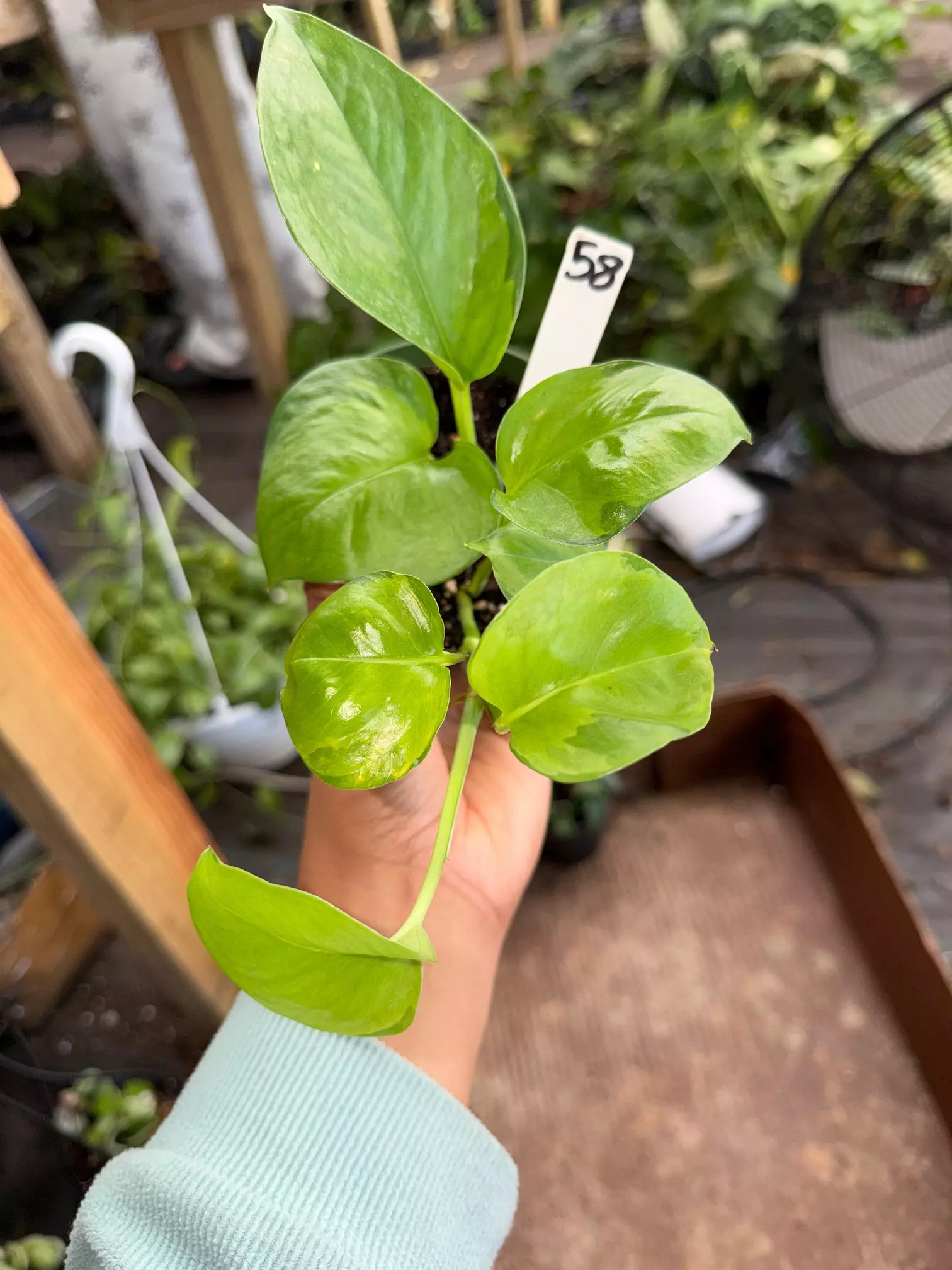 plant/POTHOS LEMON TOP 4" 58P-0