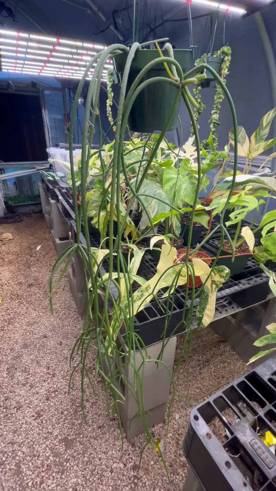 plant/XL Rhipsalis Baccifera-0