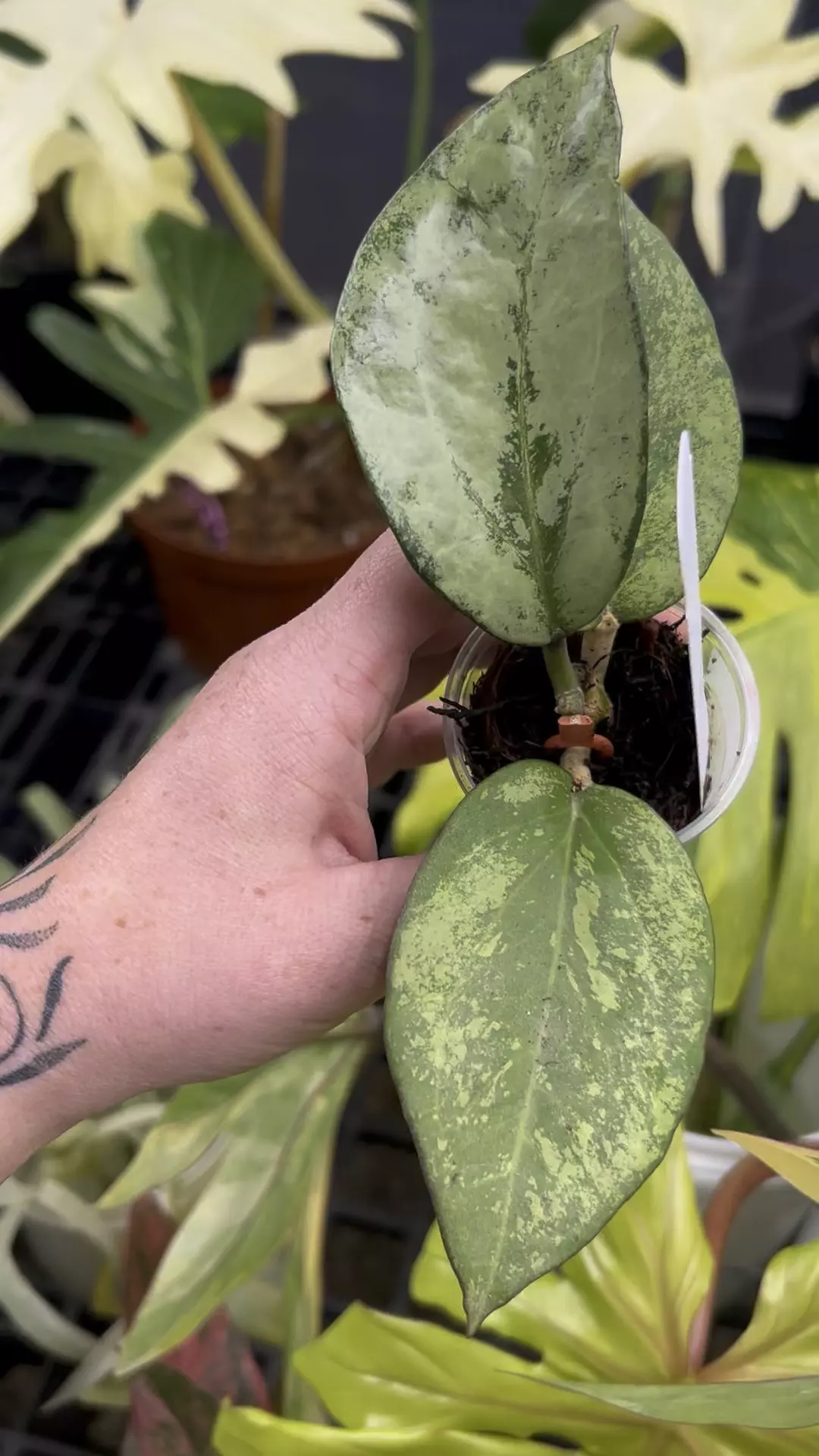 plant/PL157: Hoya Patcharawalai Splash-0