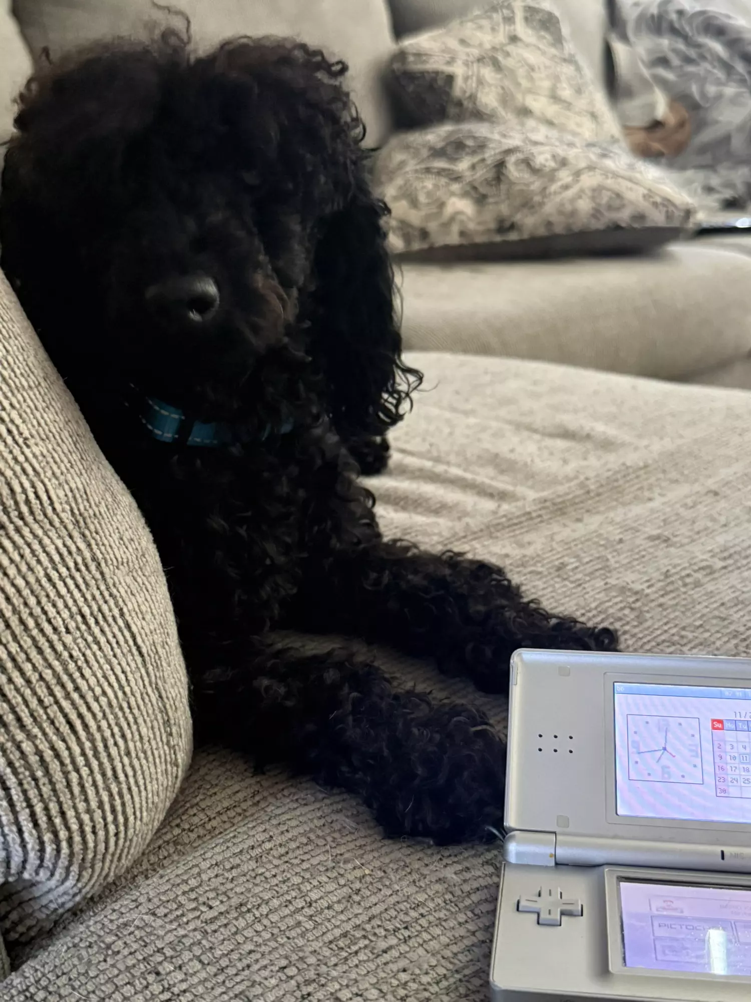 plant/$5 BEANIE WEENIE BOX !-0