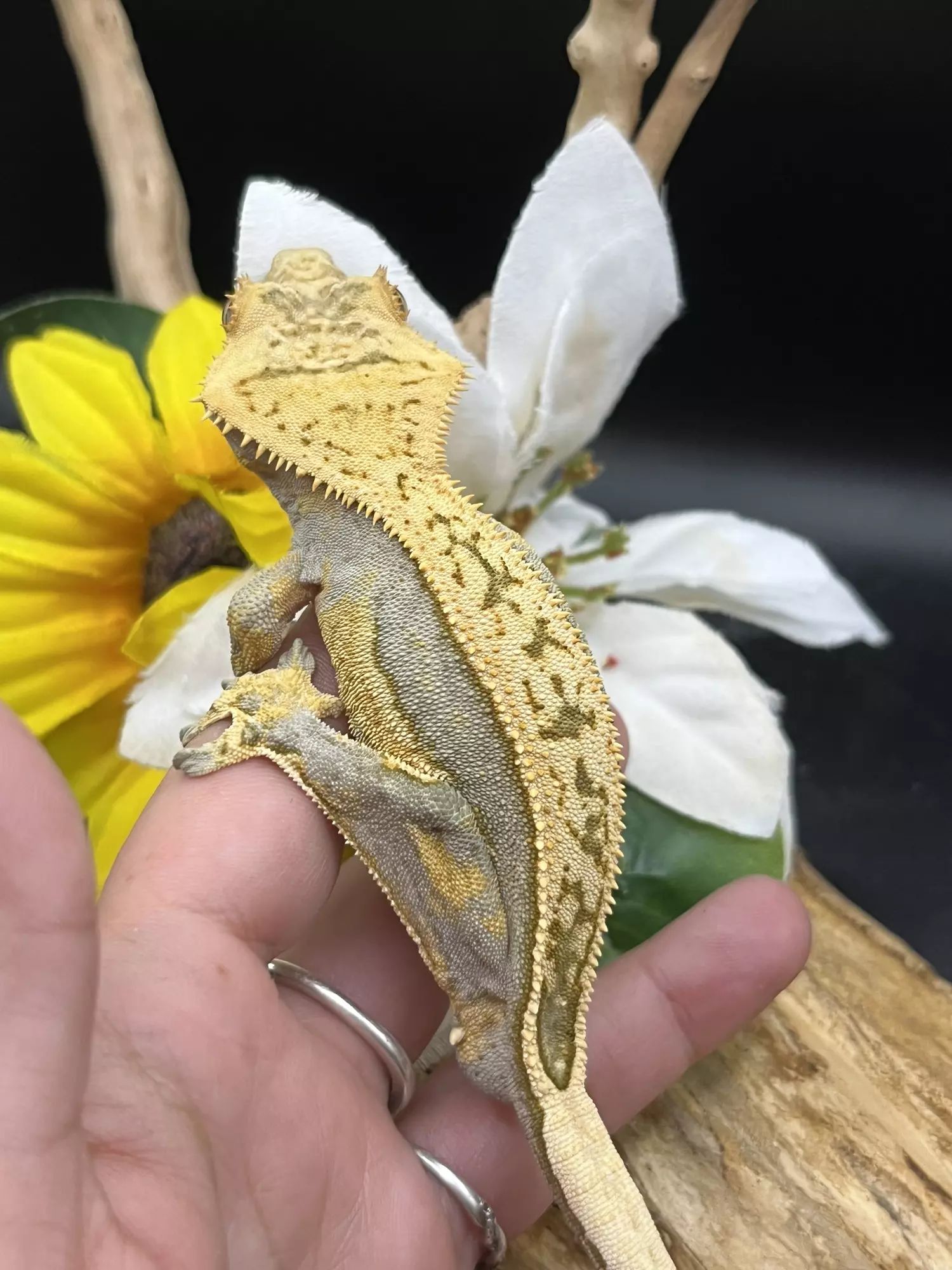 plant/Male lavender and cream het empty back 31g  9/30/24-0