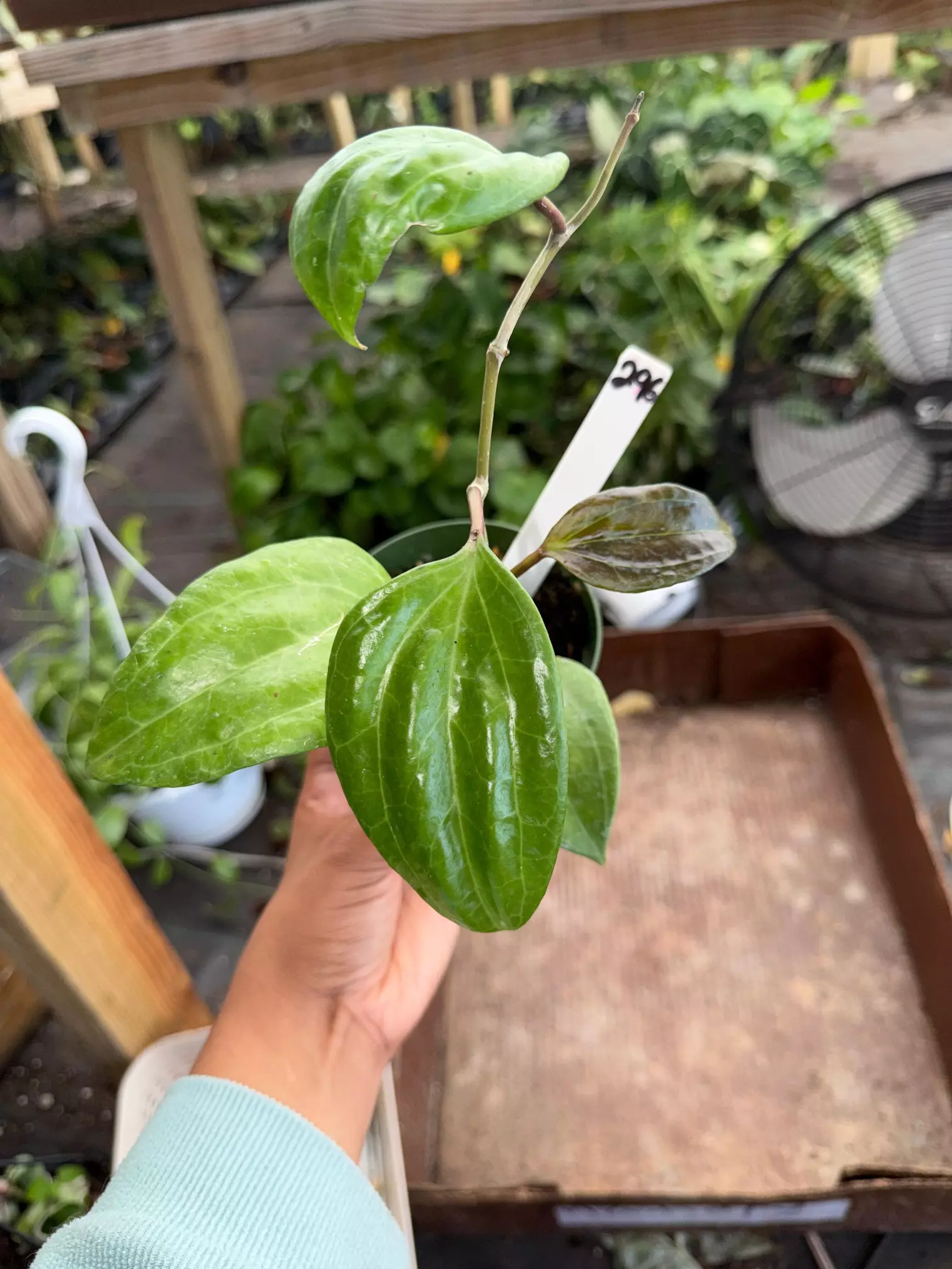 plant/HOYA Sarawak 4" 296P-0