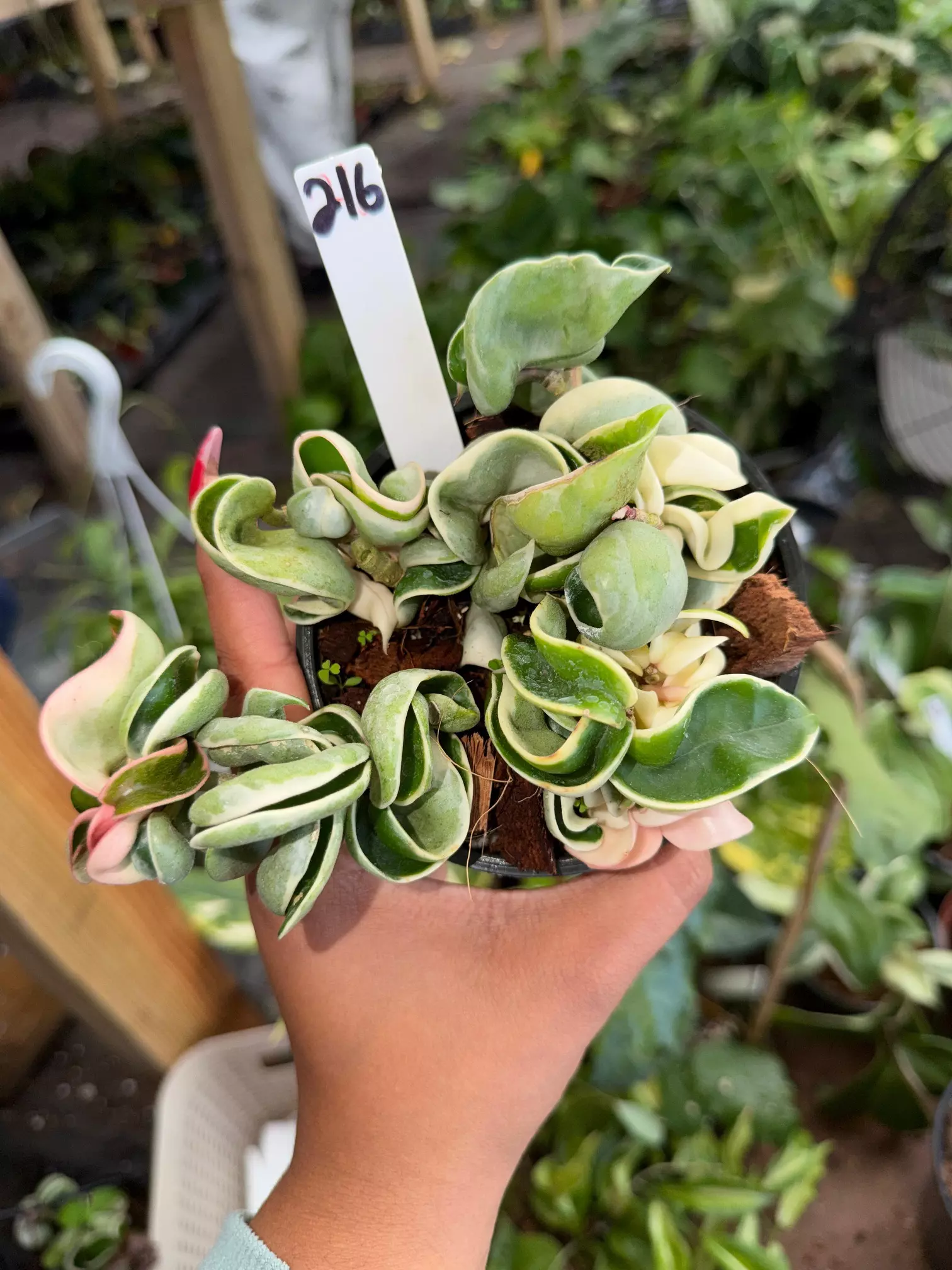 plant/HOYA COMPACTA VAR 4" 216P-0
