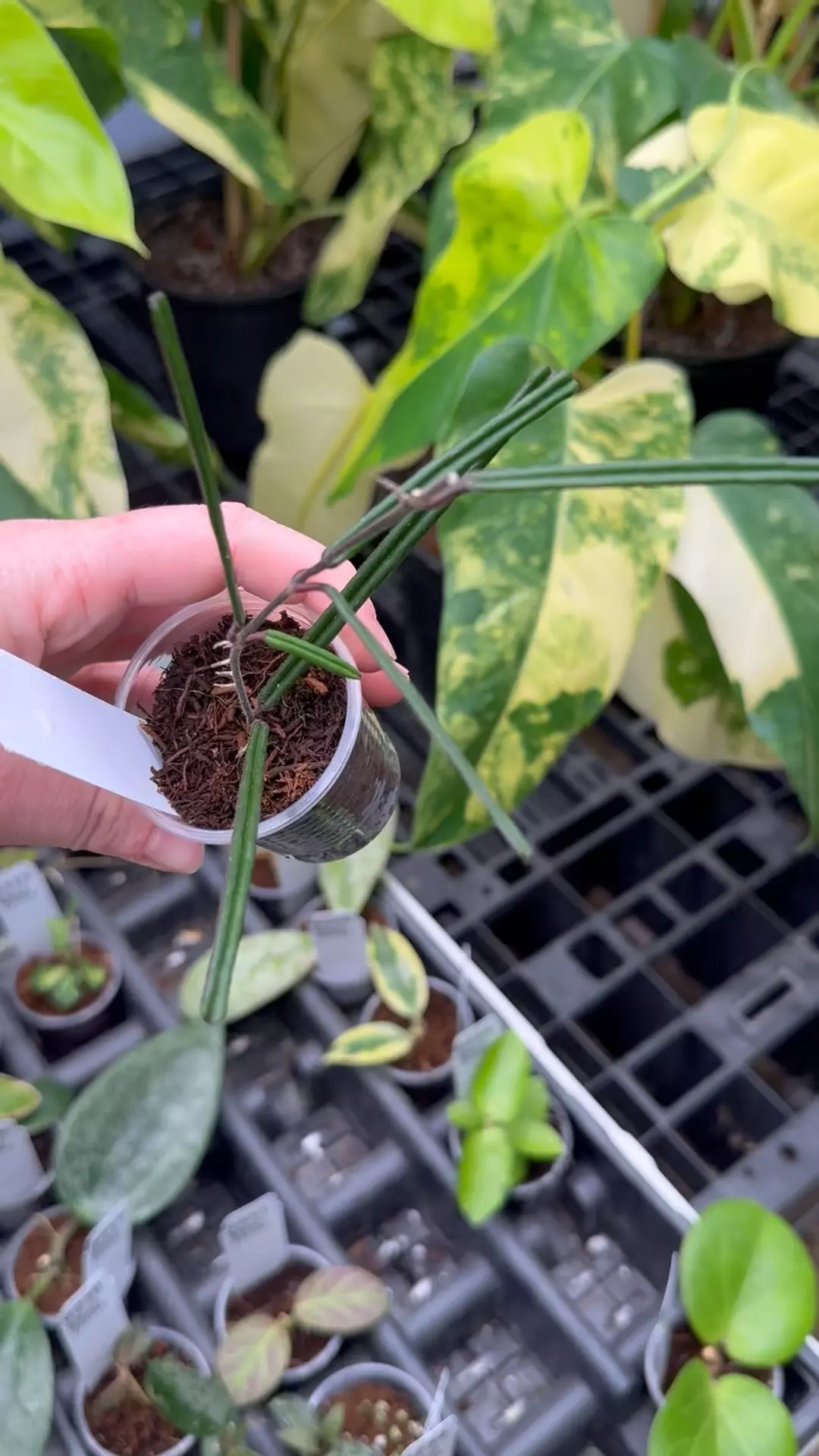 plant/PL8242: Hoya Insularis-0