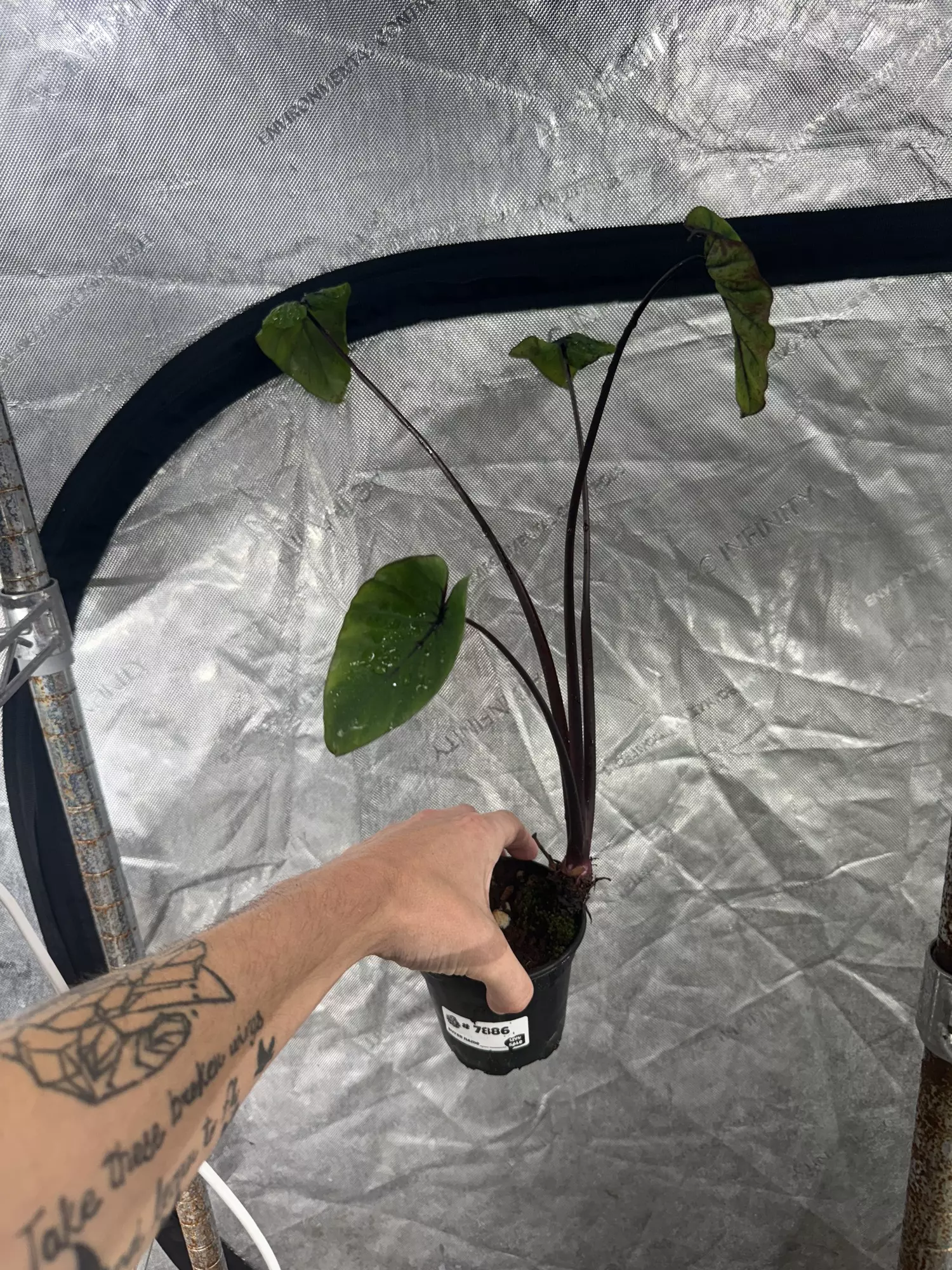 plant/Colocasia Pharaohs Mask Growers Choice 4”-0