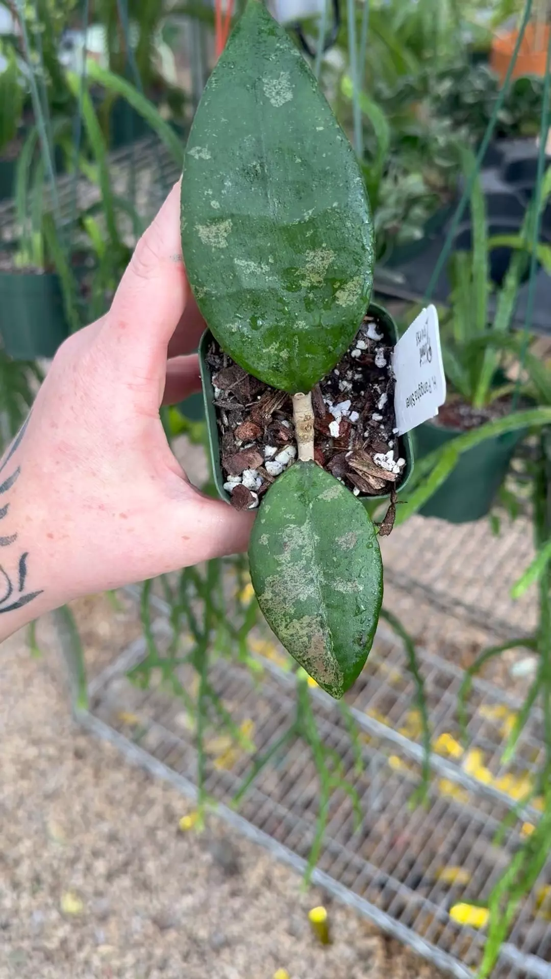 plant/PL8248: Hoya Panggha Silver-0