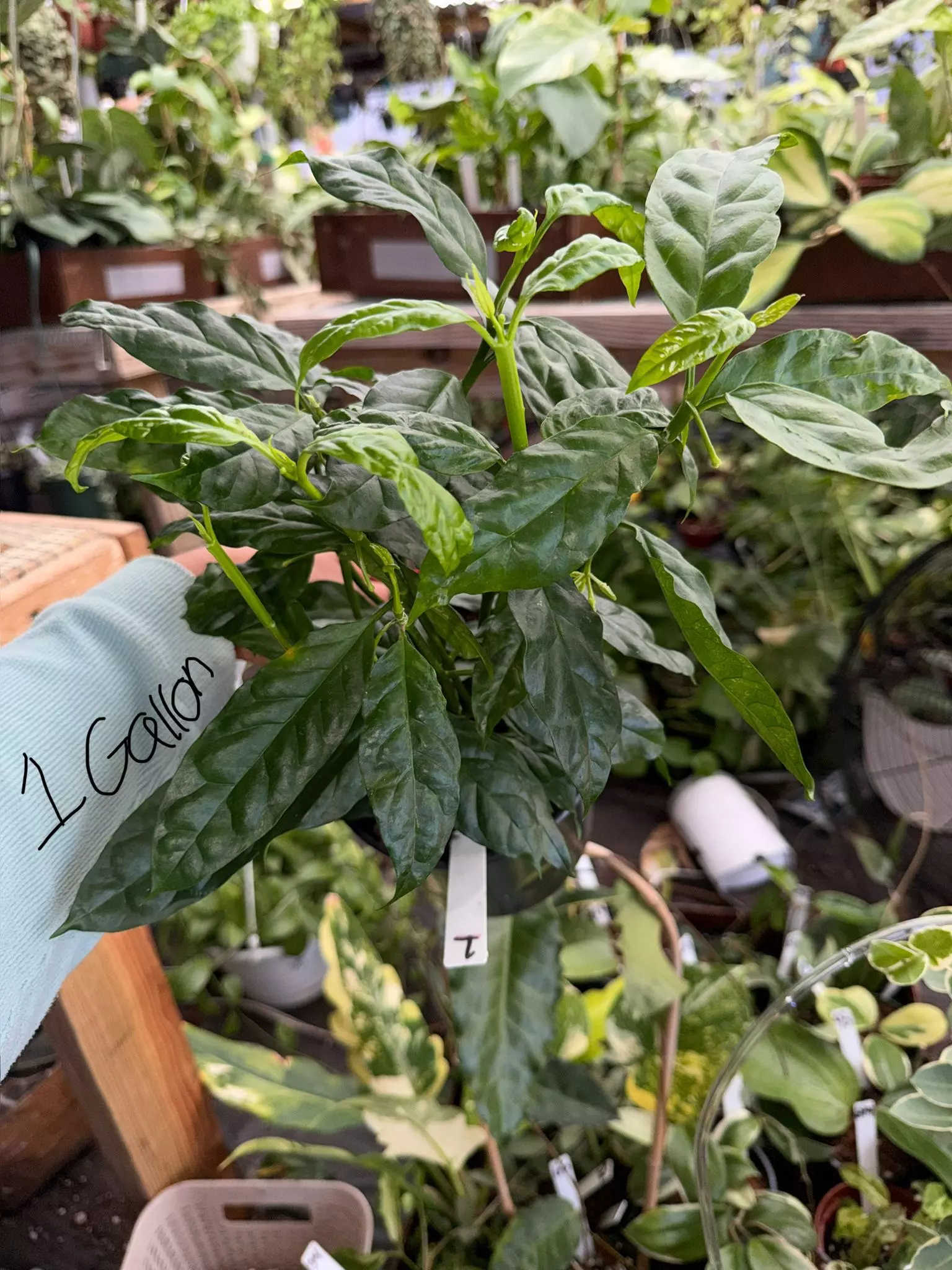 plant/HOYA DESIPULAE 1 GALLON #1-0