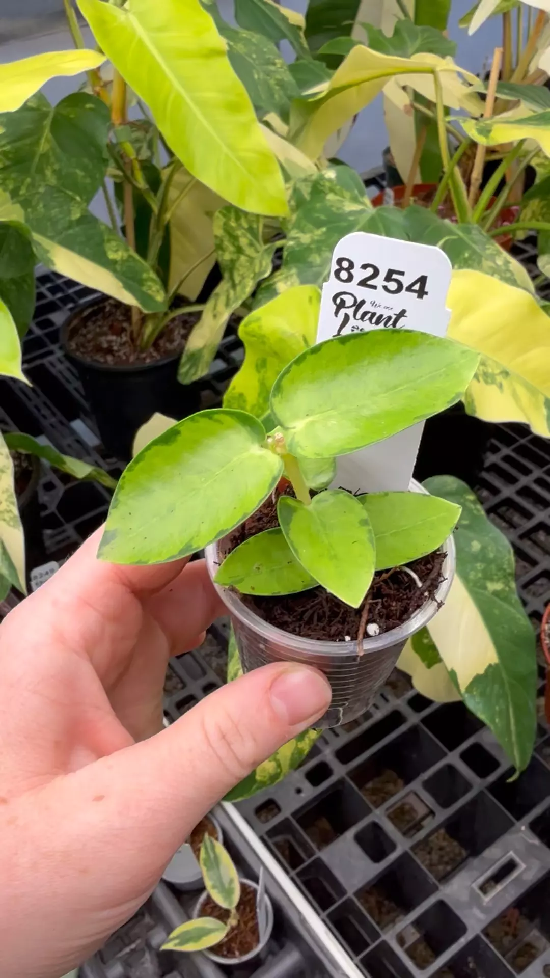 plant/PL8254: Hoya Cummingiana inner variegated-0