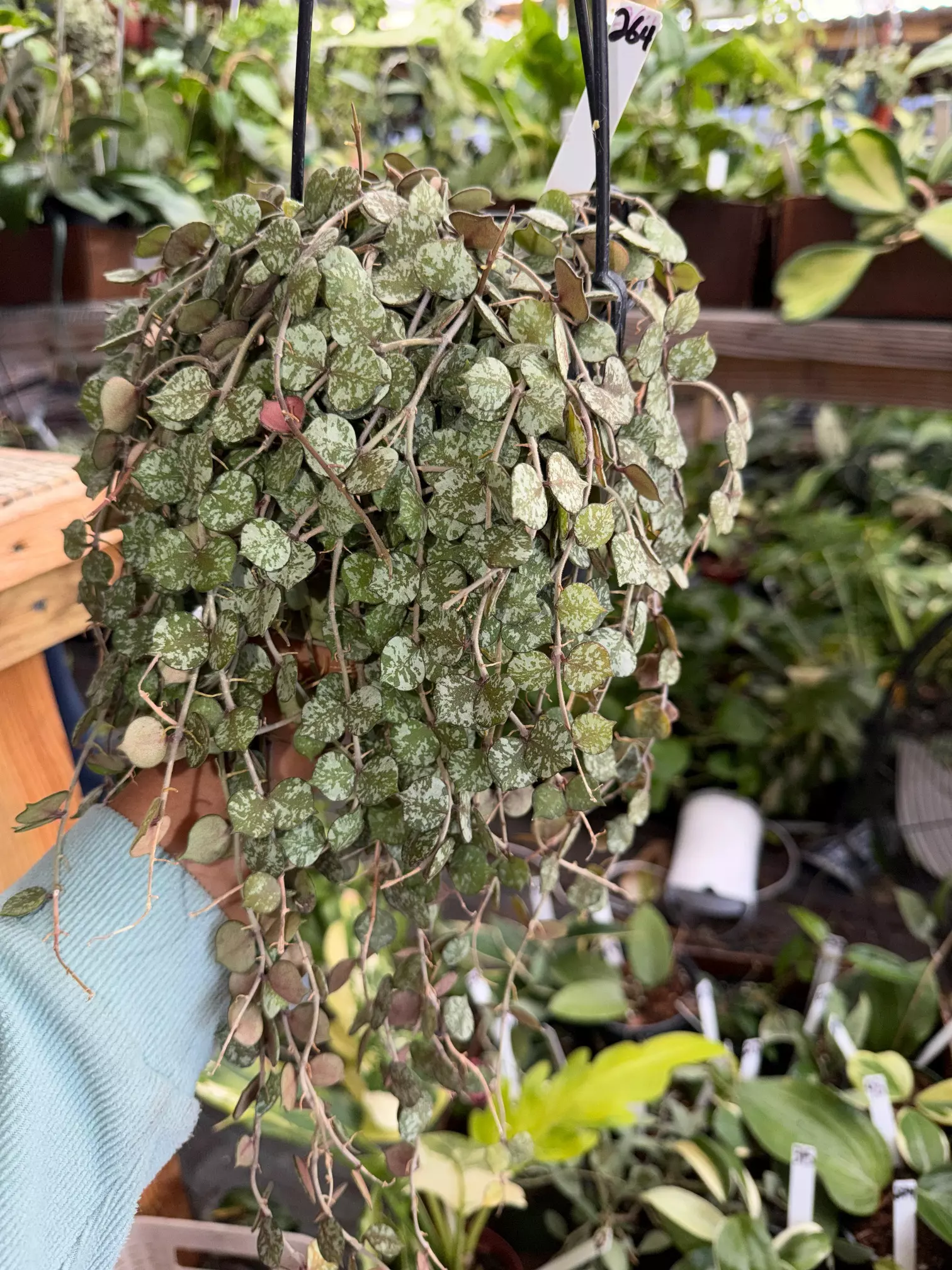 plant/HOYA CURTISI 5" 264P-0