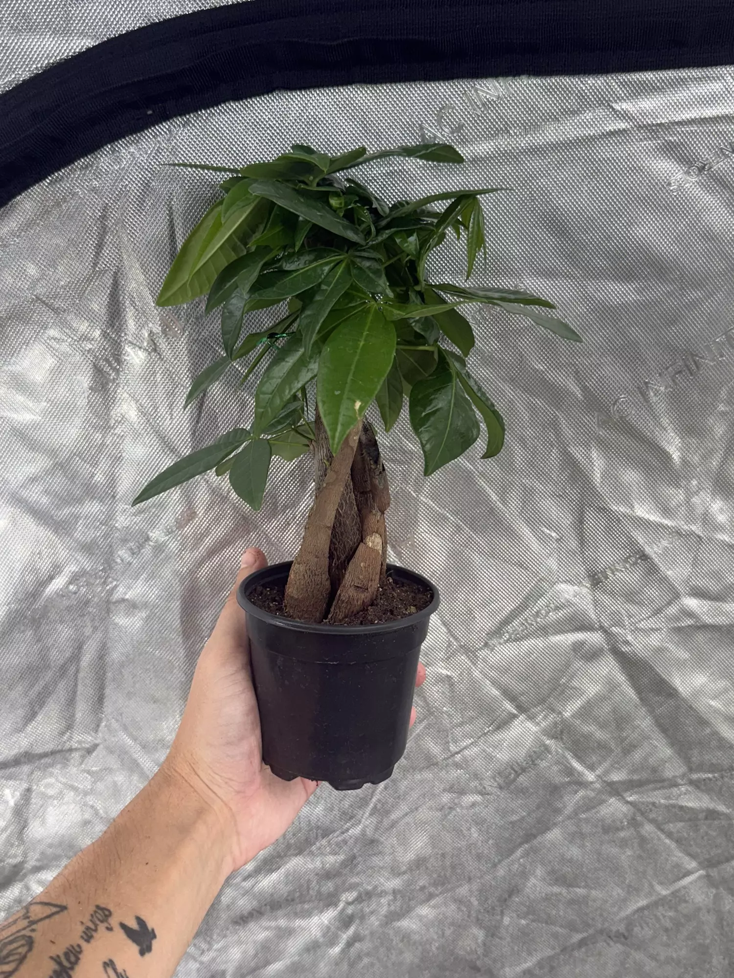 plant/Money Tree 4” Growers Choice-0
