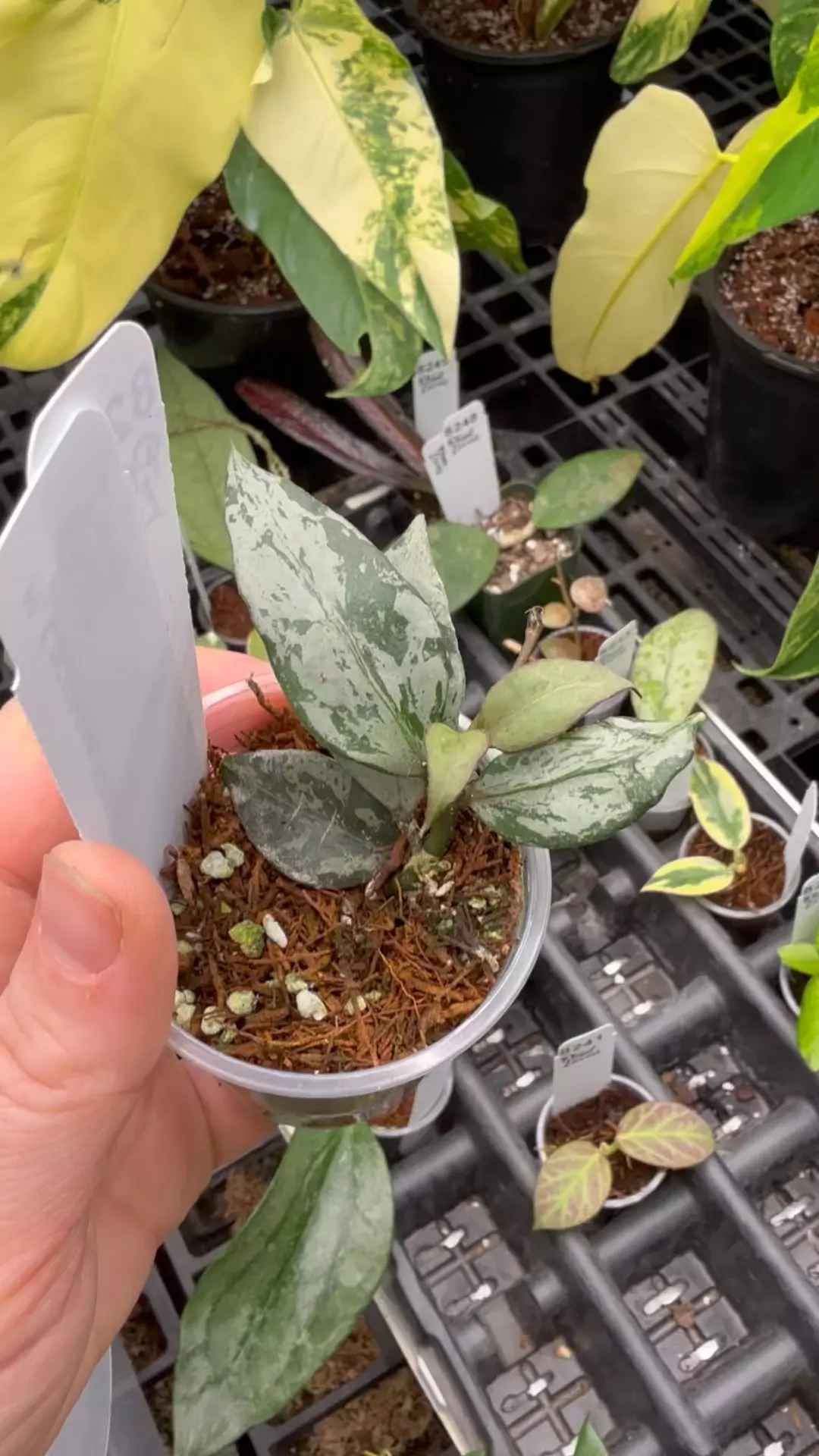 plant/PL8244: Hoya Lacunosa Green Flame-0