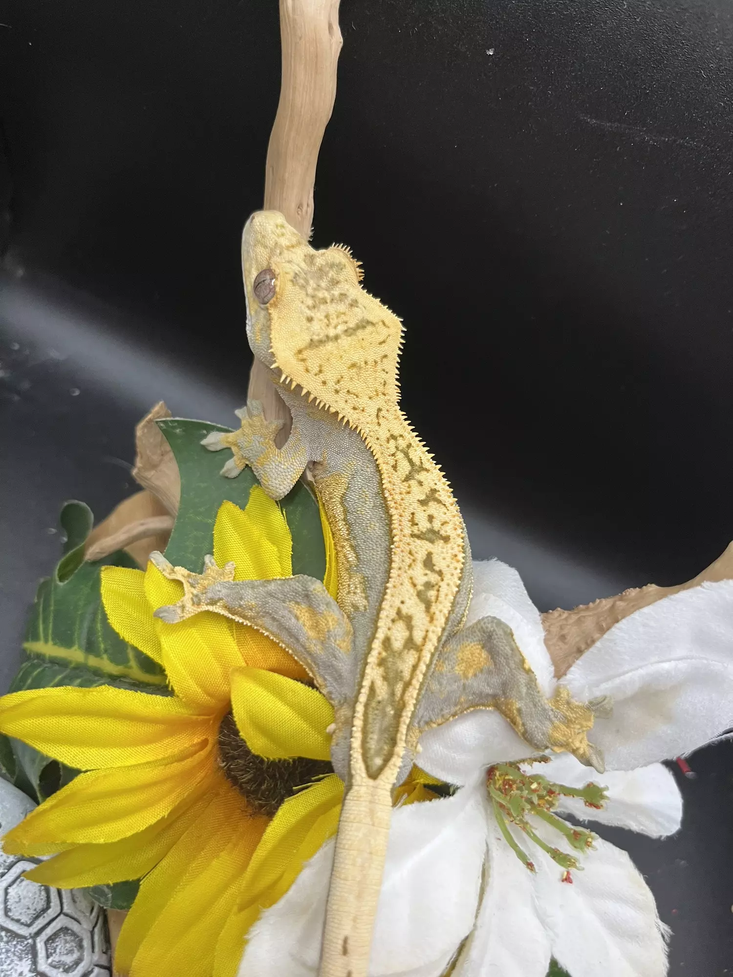 plant/Male lavender and cream het empty back 31g  9/30/24-1