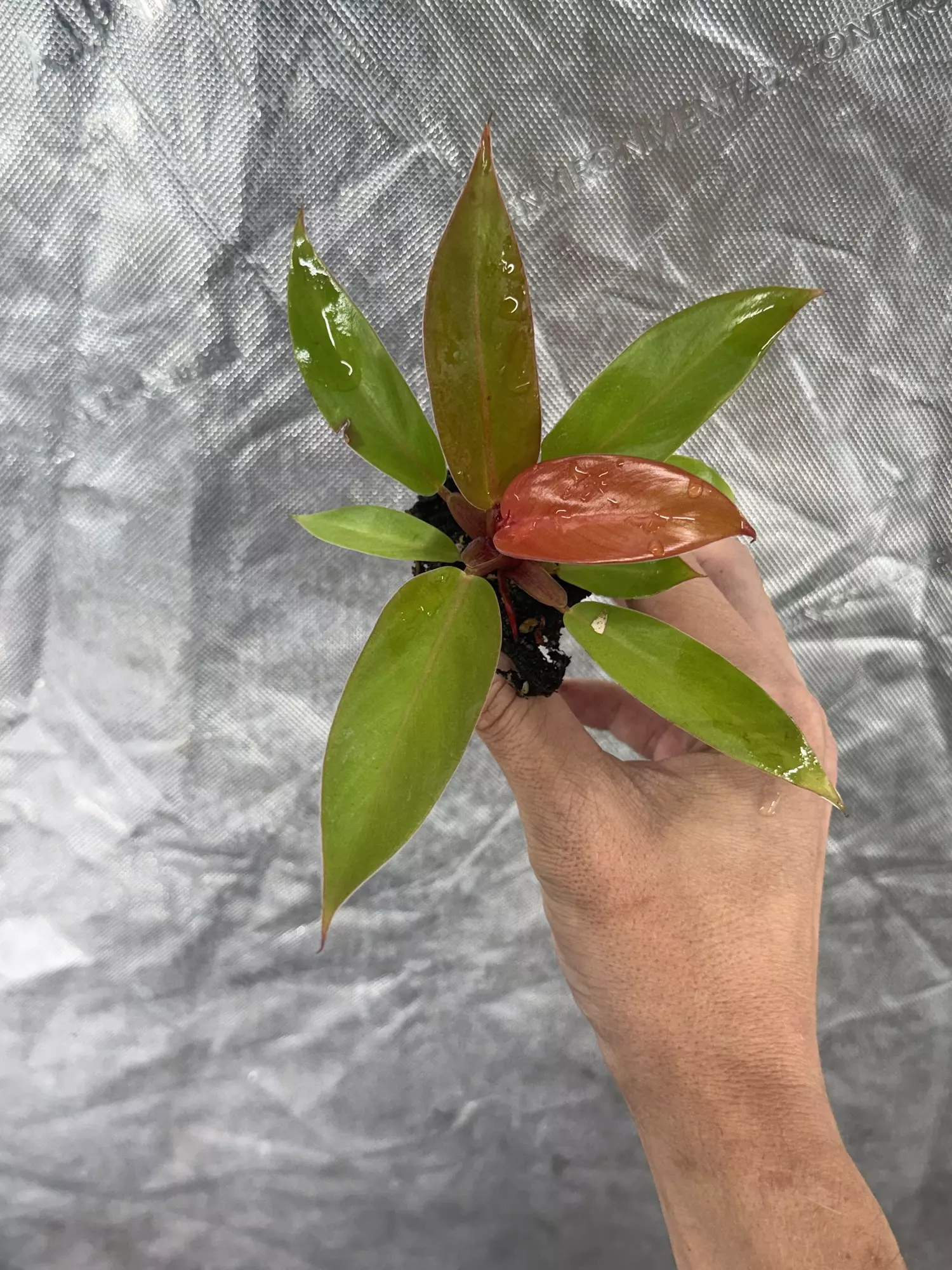 plant/Prince of Orange Philo Plug Growers Choice-0