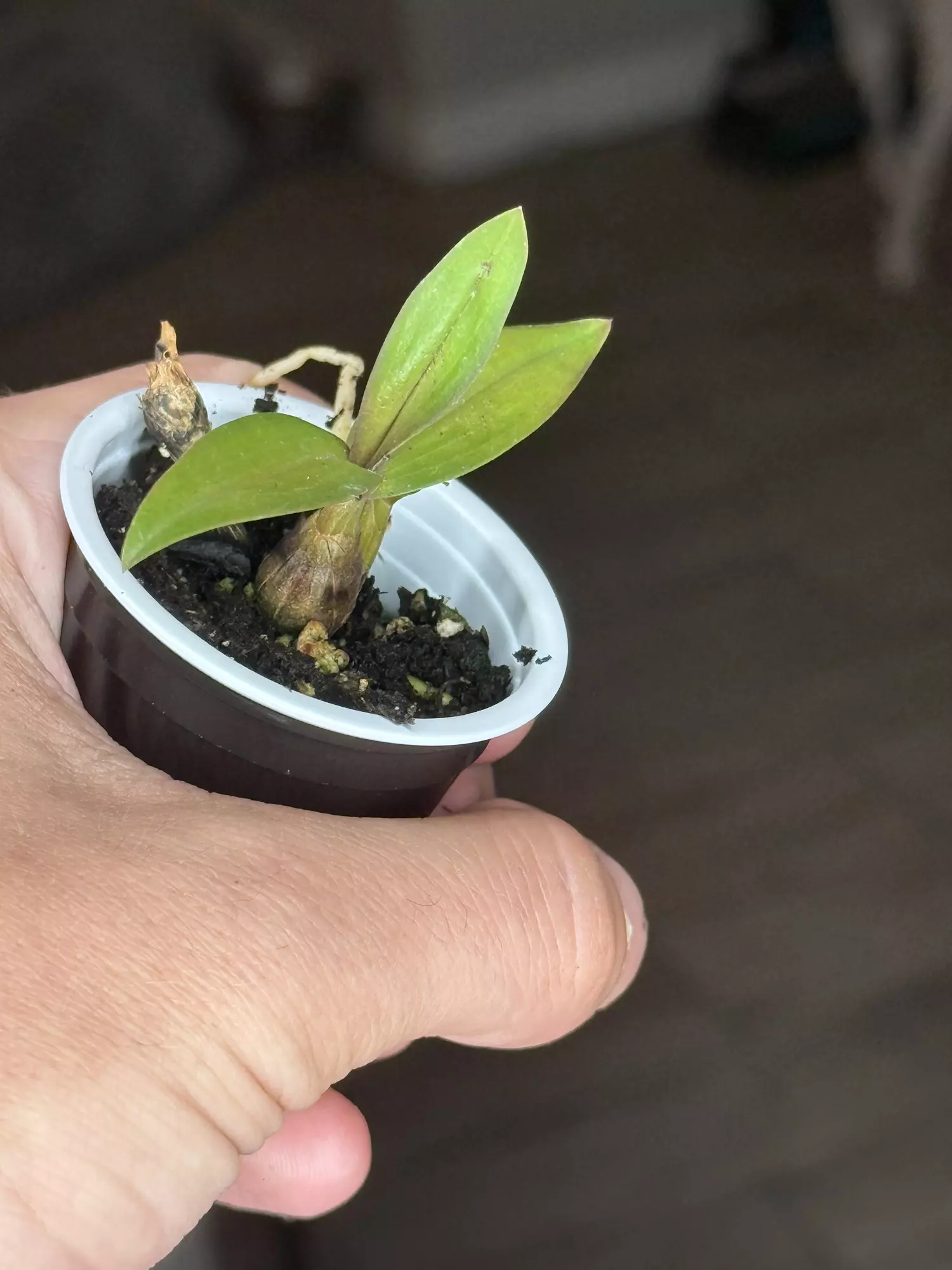 plant/Orchid Plug Growers Choice-1