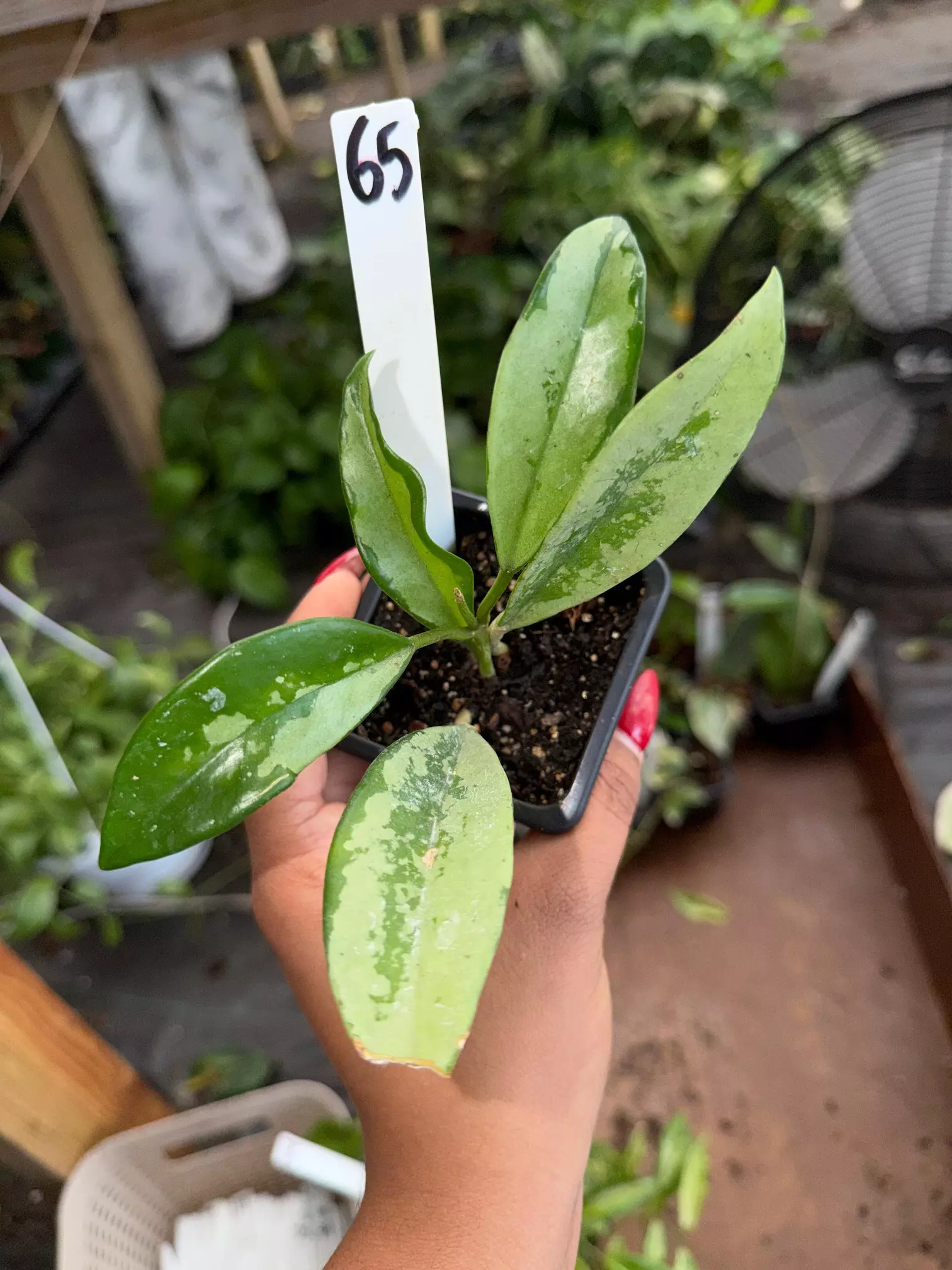 plant/HOYA AH 074 silver 3" 65P-0