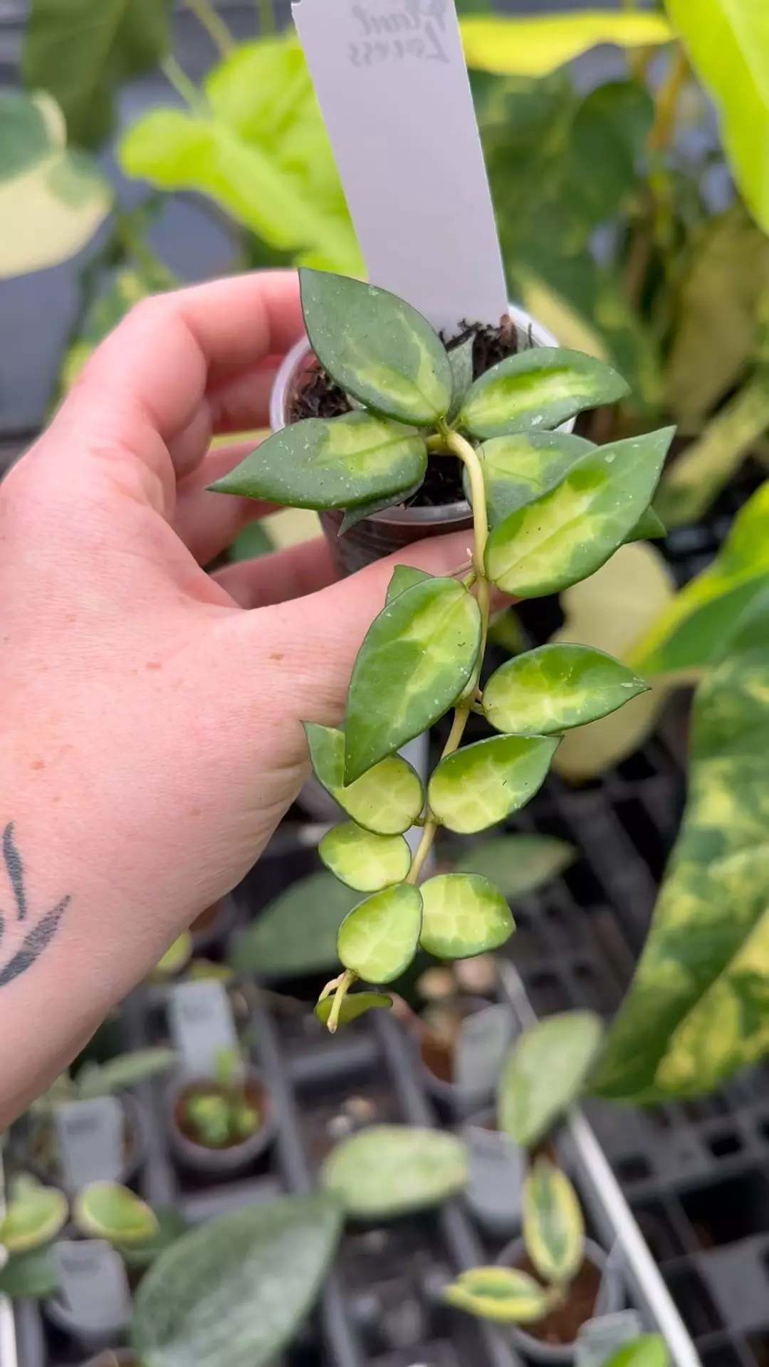 plant/PL8236: Hoya Lacunosa Golden Flame-0