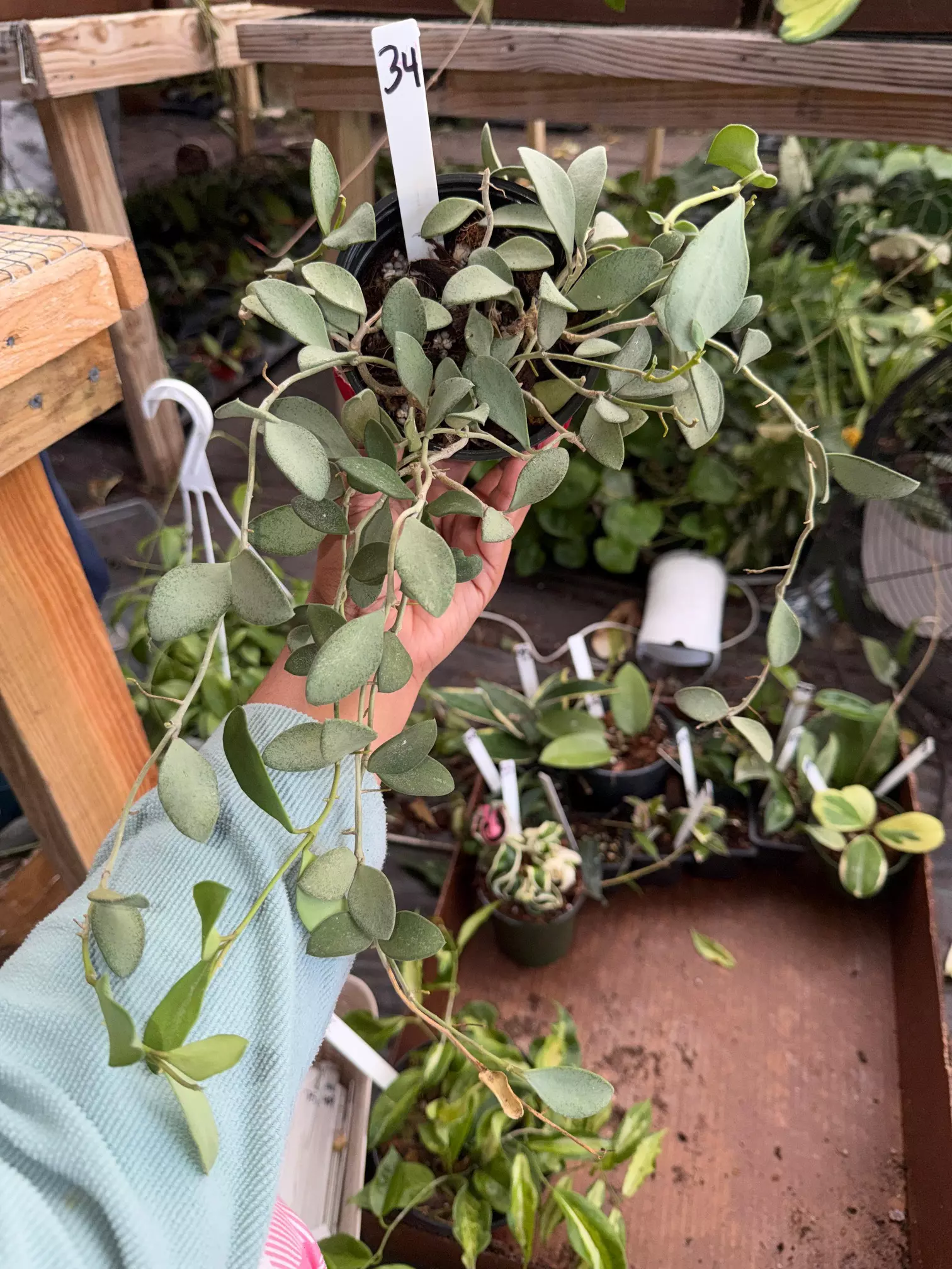 plant/HOYA NUMMULARIOIDES SILVER 4" 34P-0