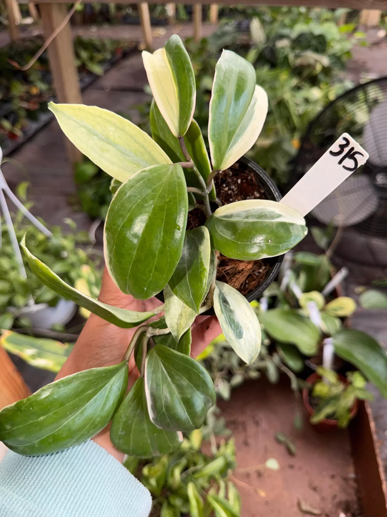 plant/HOYA QUINQUINERVIA albo 4" 315P-0