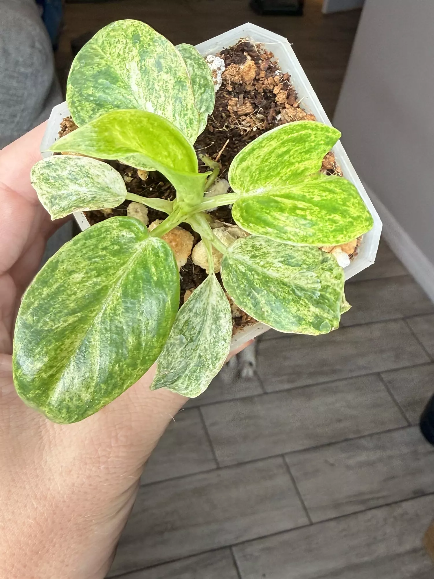 plant/Philo Gigantium Blizzard 3” Growers Choice-0