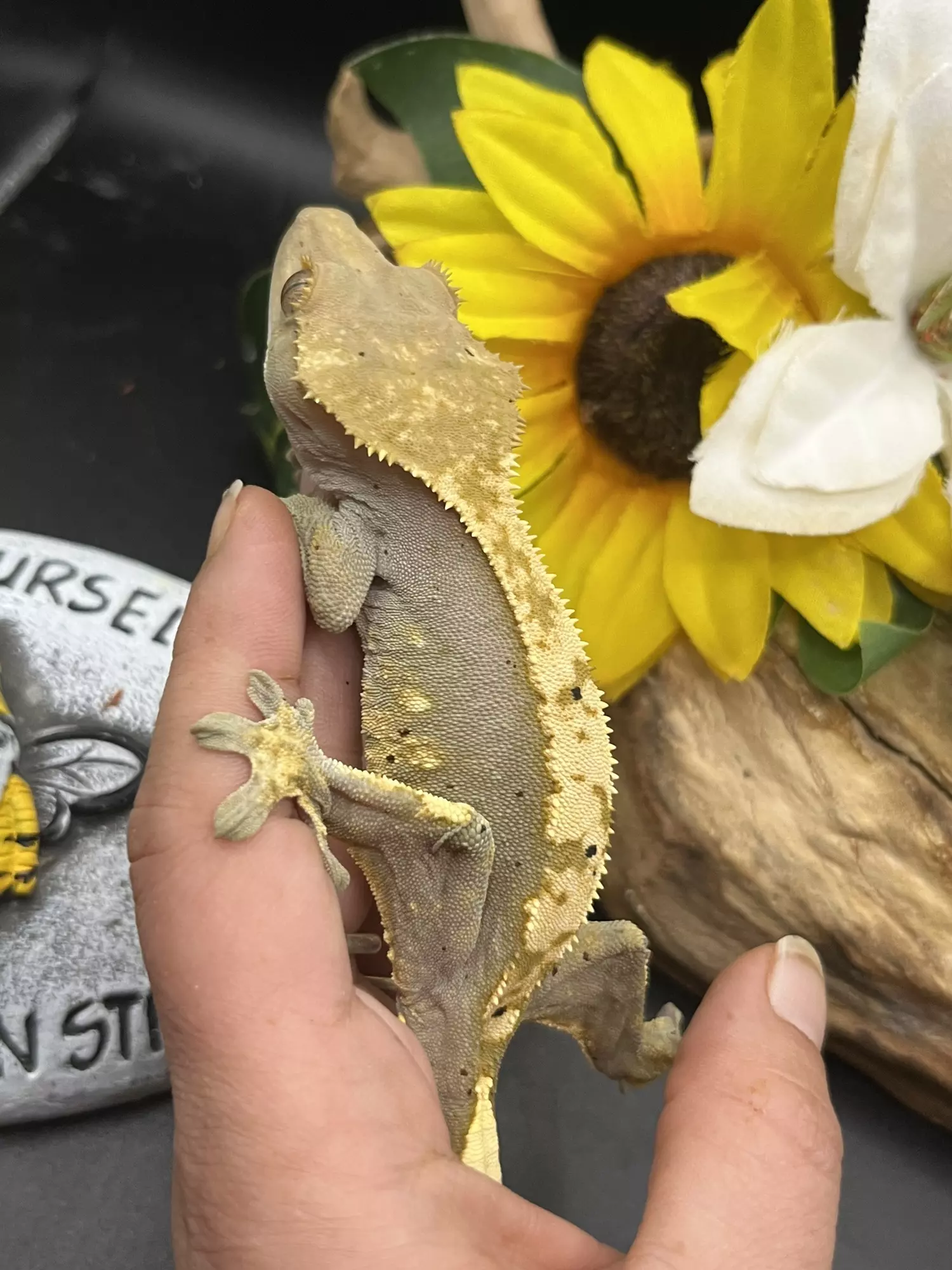 plant/Female Flame with dal spots fires up dark 35g-1