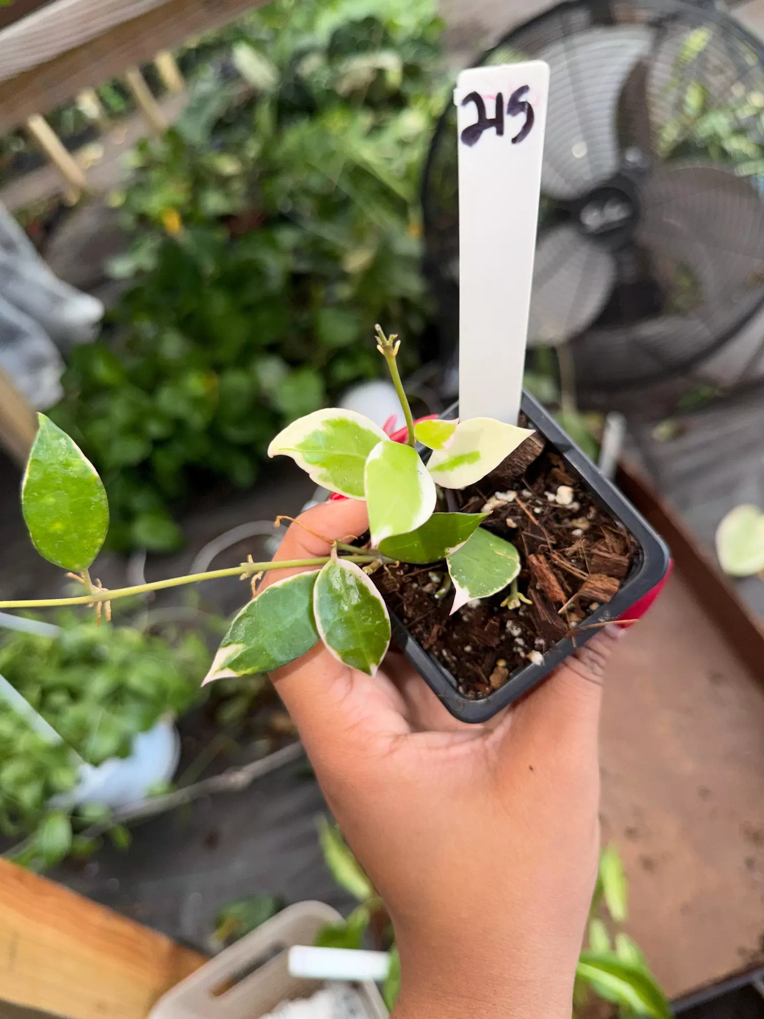 plant/HOYA LACUNOSA ASAMI 3" 215P-0
