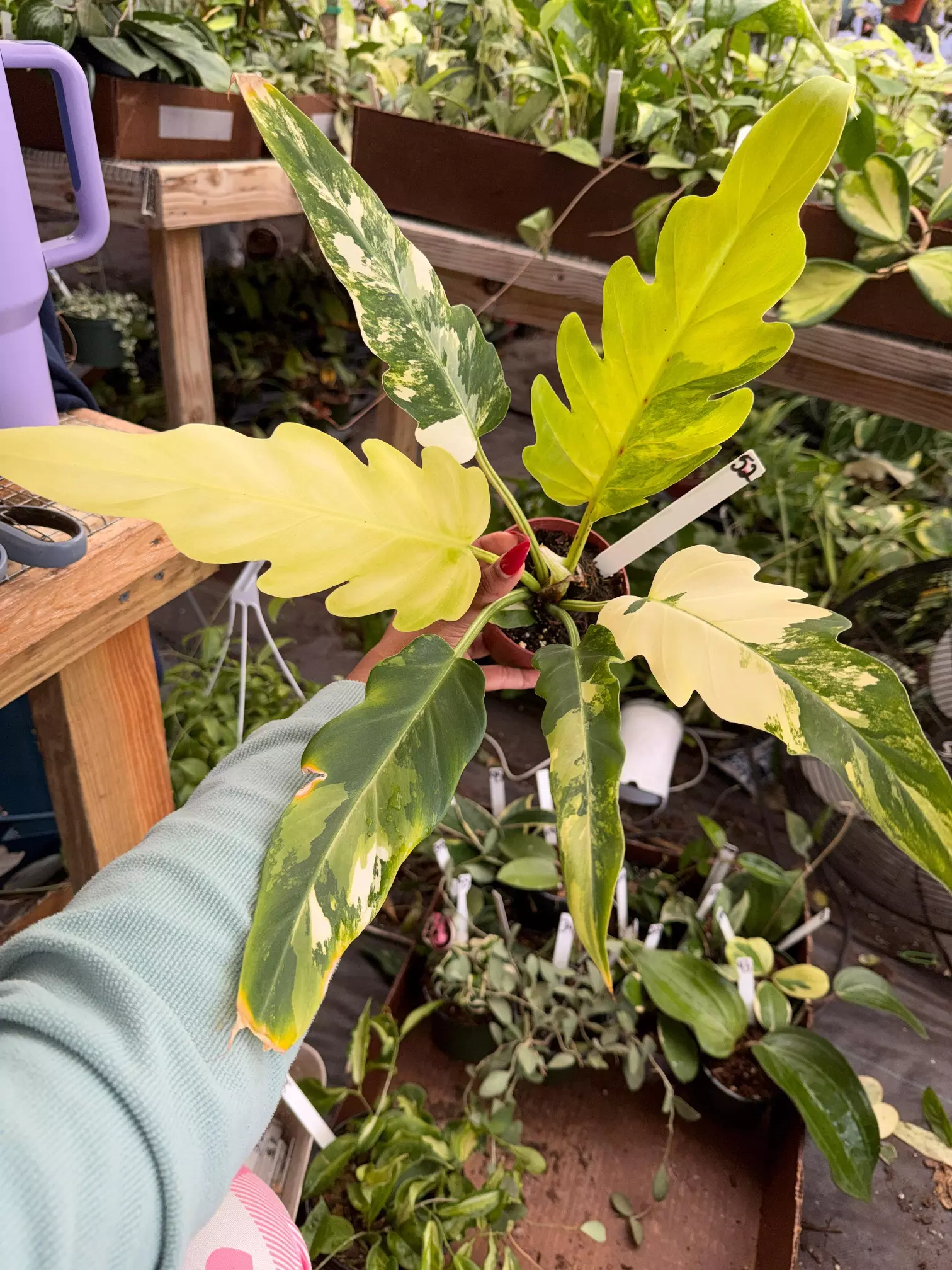 plant/PHILODENDRON OLIMPIA VARIGAGED 4" 52P-0