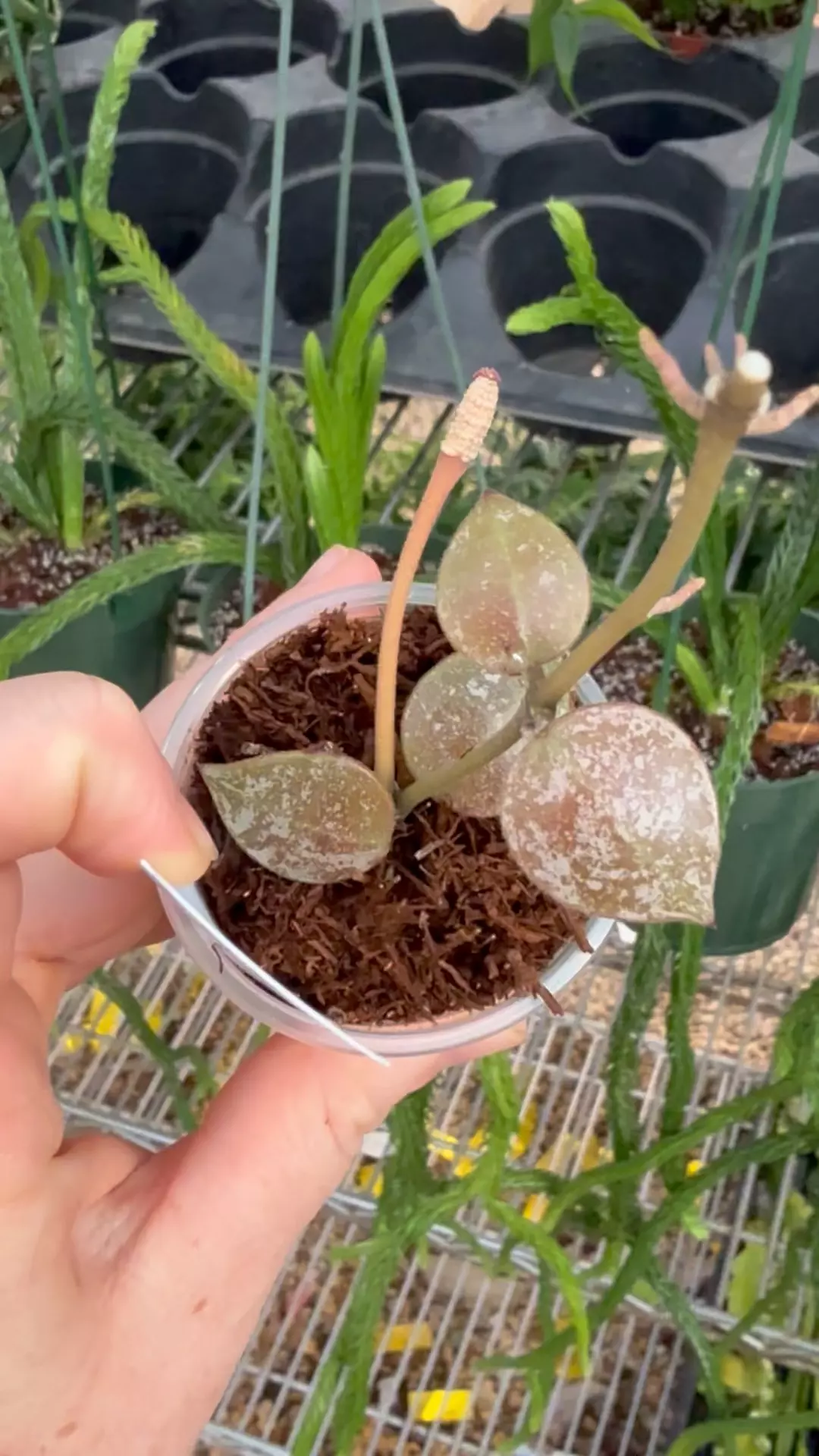 plant/PL8233: Hoya Walliana Silver Indo-0