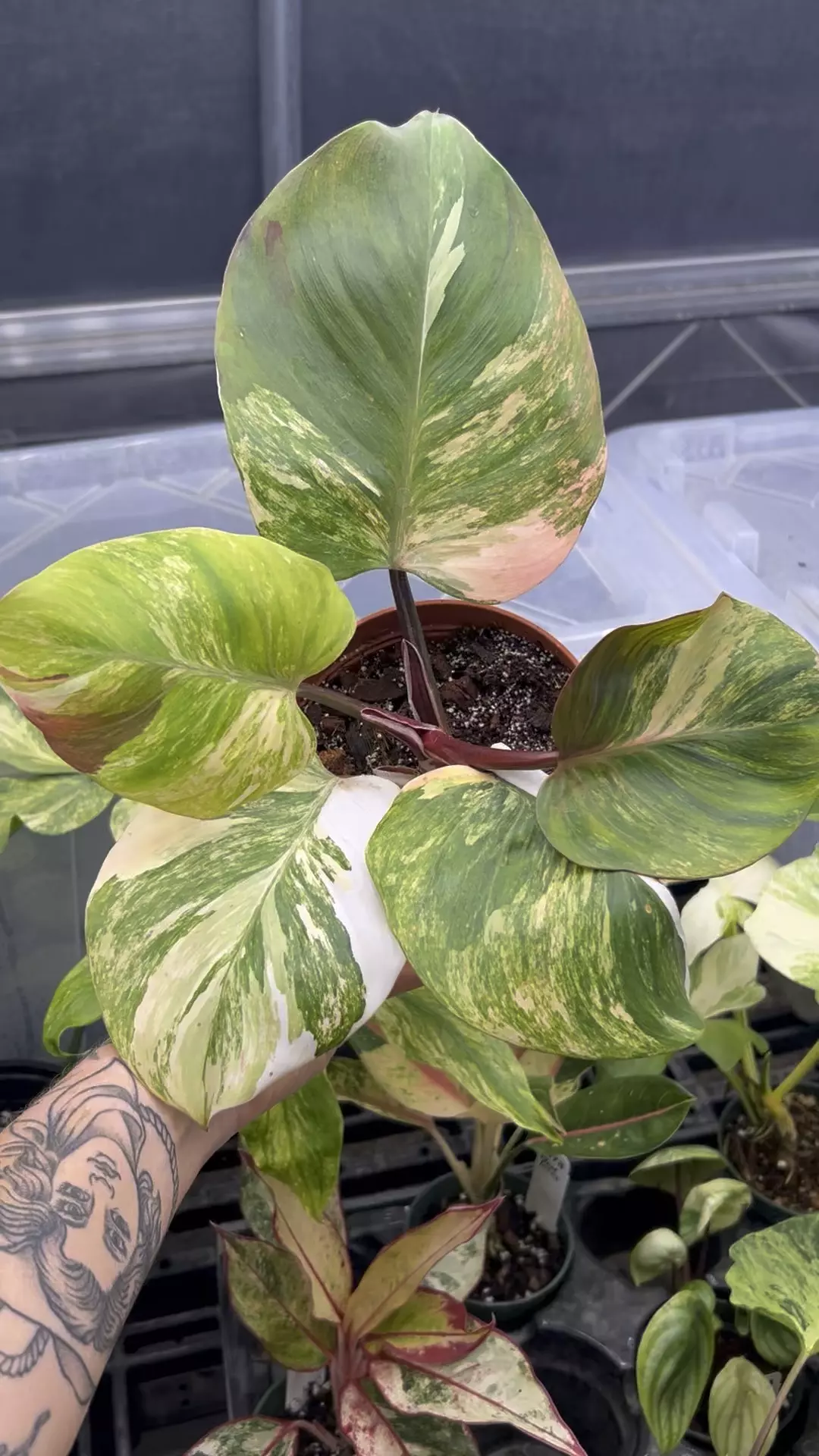 plant/PL8397: White Knight Tricolor PRESALE ships 12/1-0