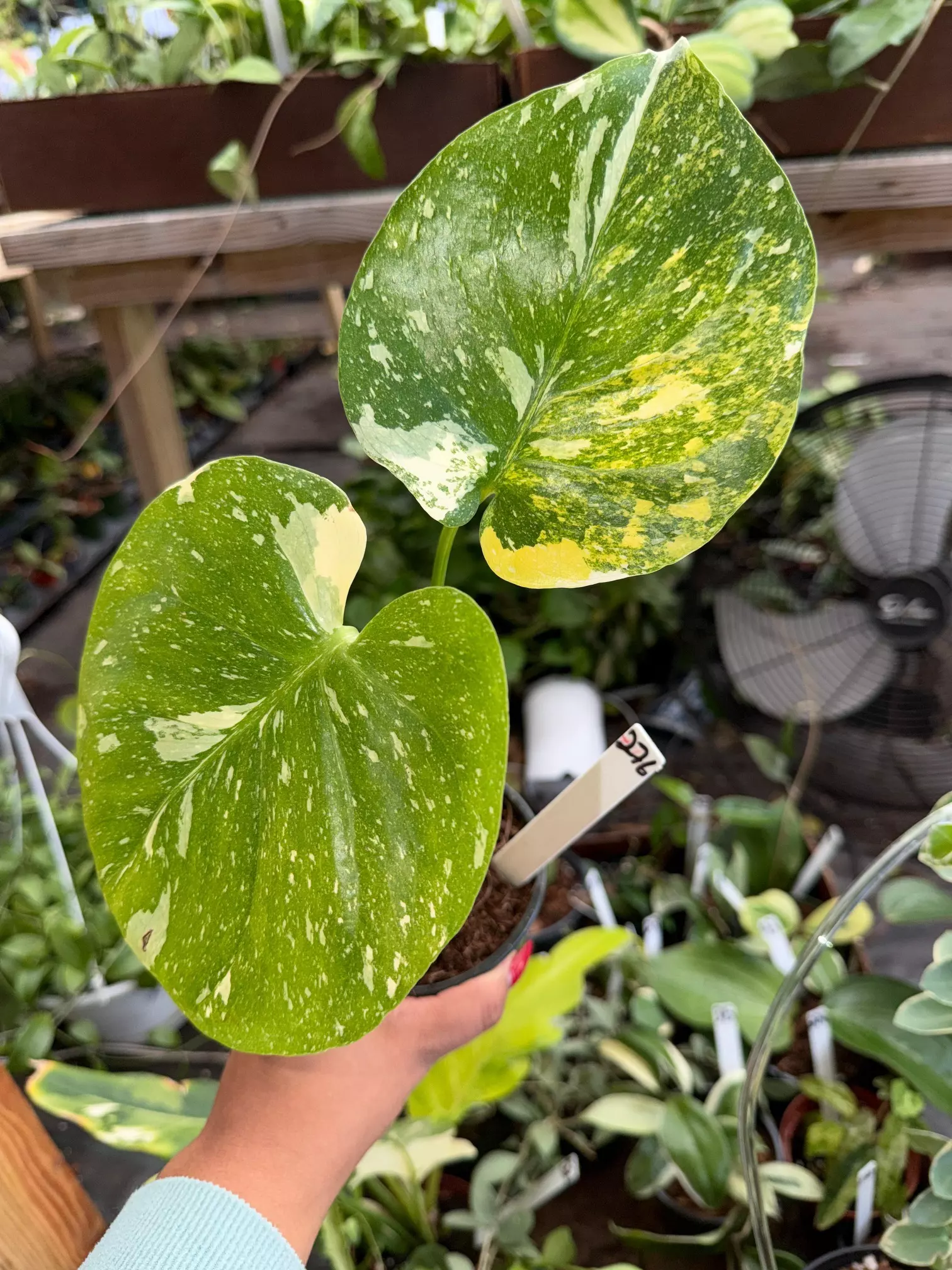 plant/MONSTERA THAI TRICOLOR MIRACLE LOW VAR 4" 276-0