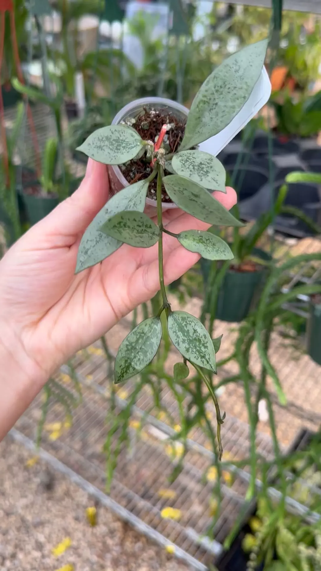 plant/PL229: Hoya Lacunosa Snow Leopard-0