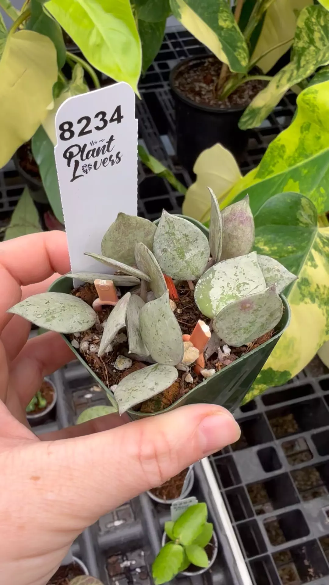 plant/PL8234: Hoya Khroniana Black Silver-0