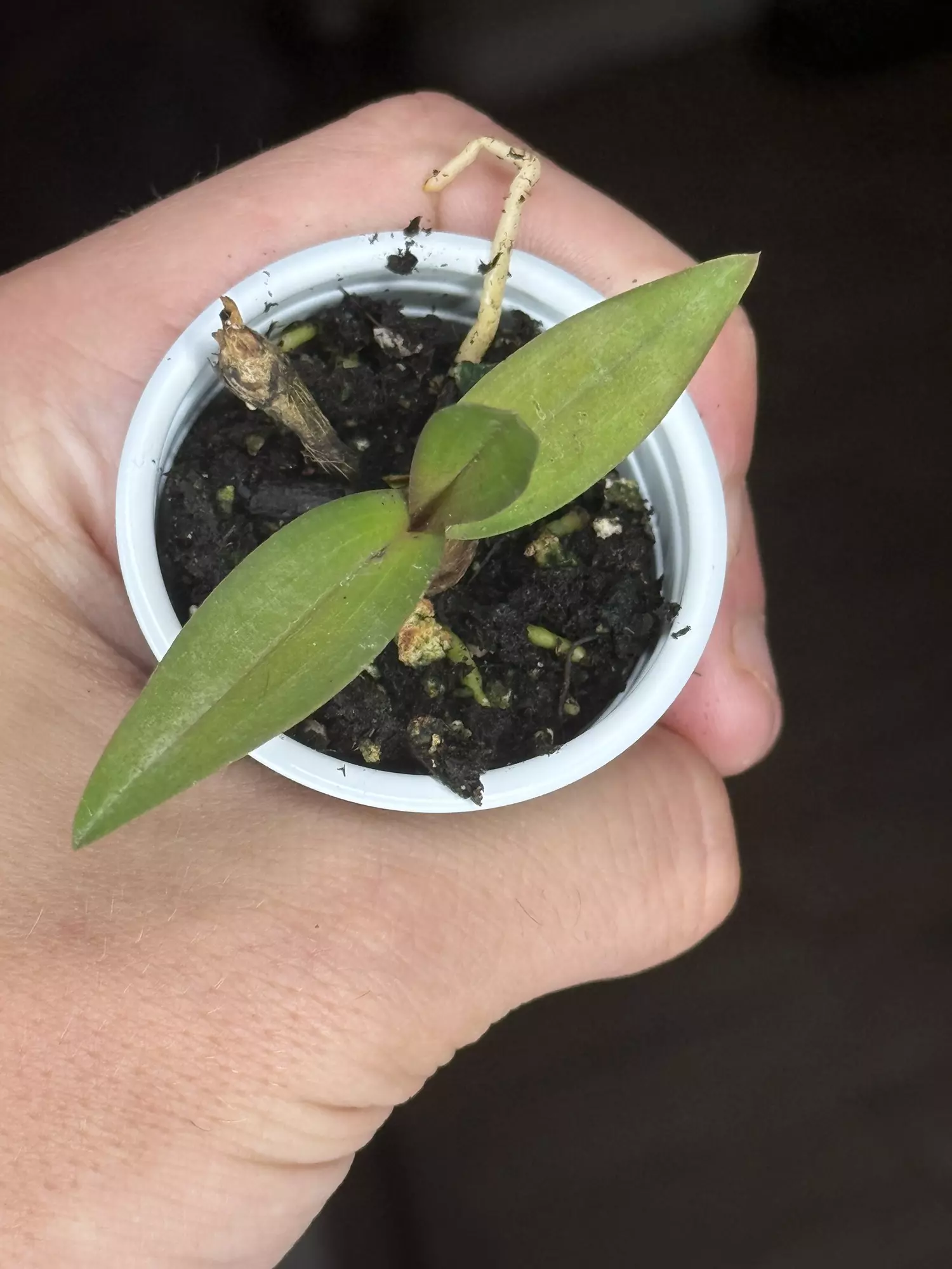 plant/Orchid Plug Growers Choice-0