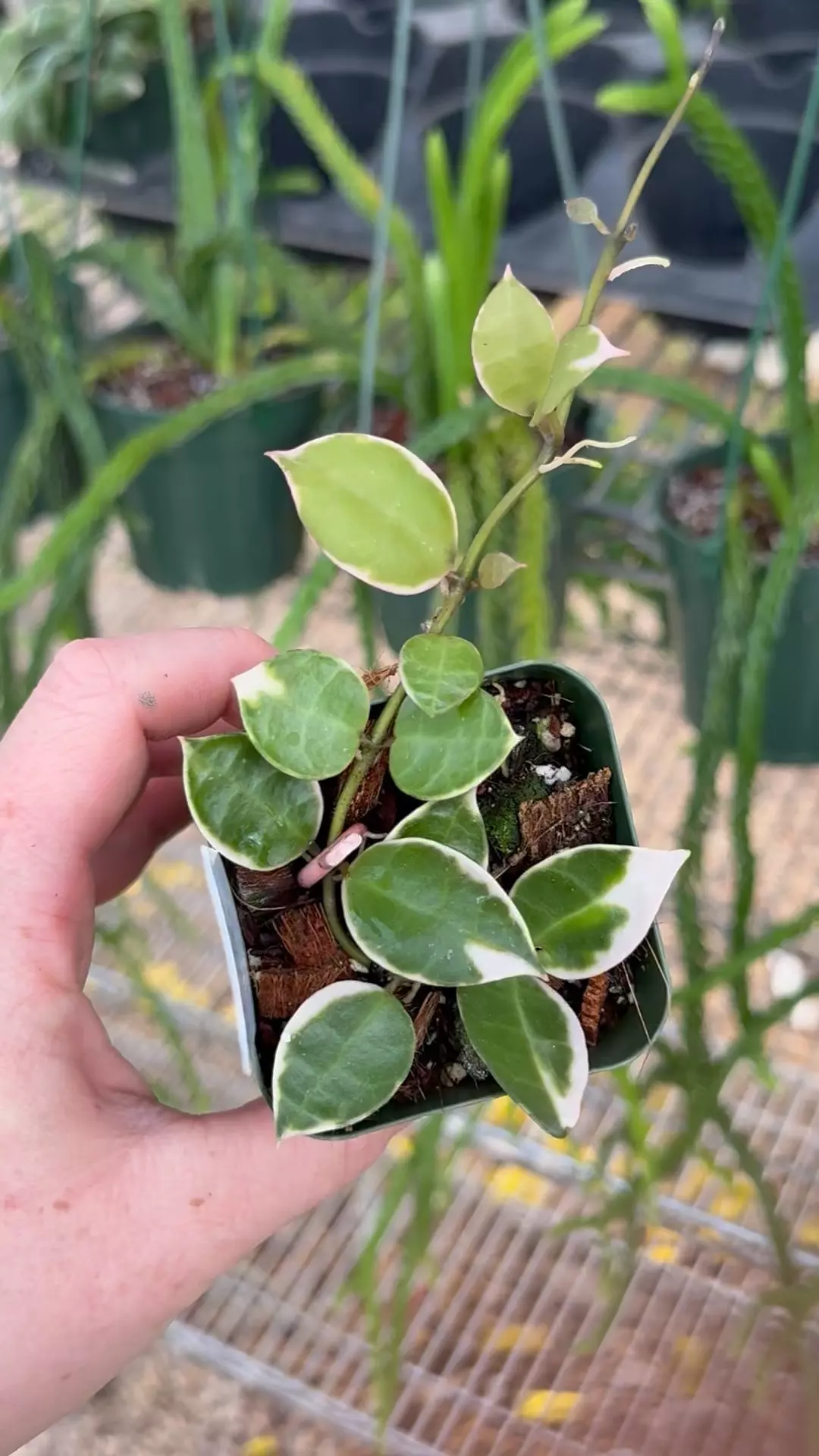 plant/PL8235: Hoya Lacunosa Asami-0