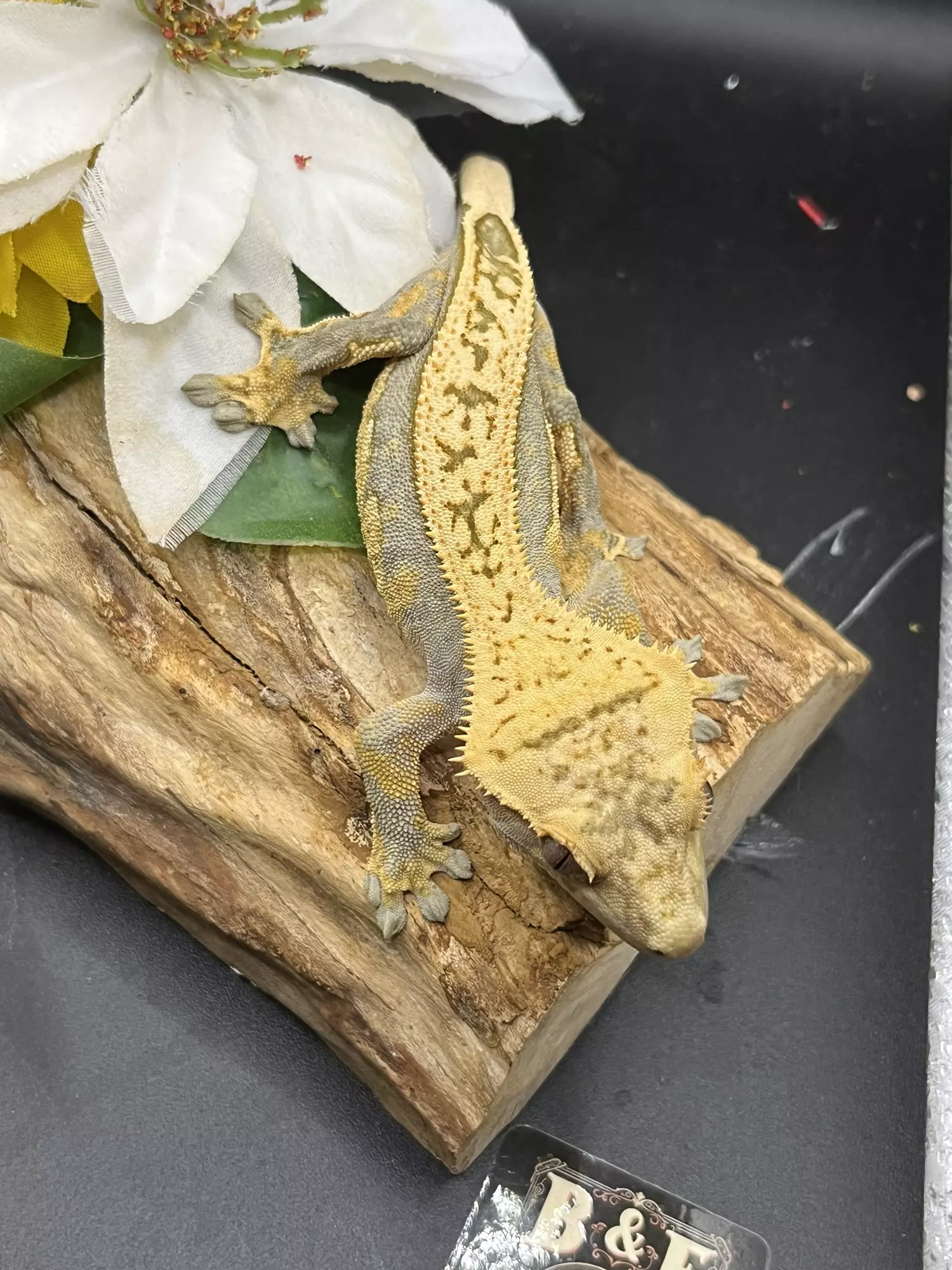 plant/Male lavender and cream het empty back 31g  9/30/24-3