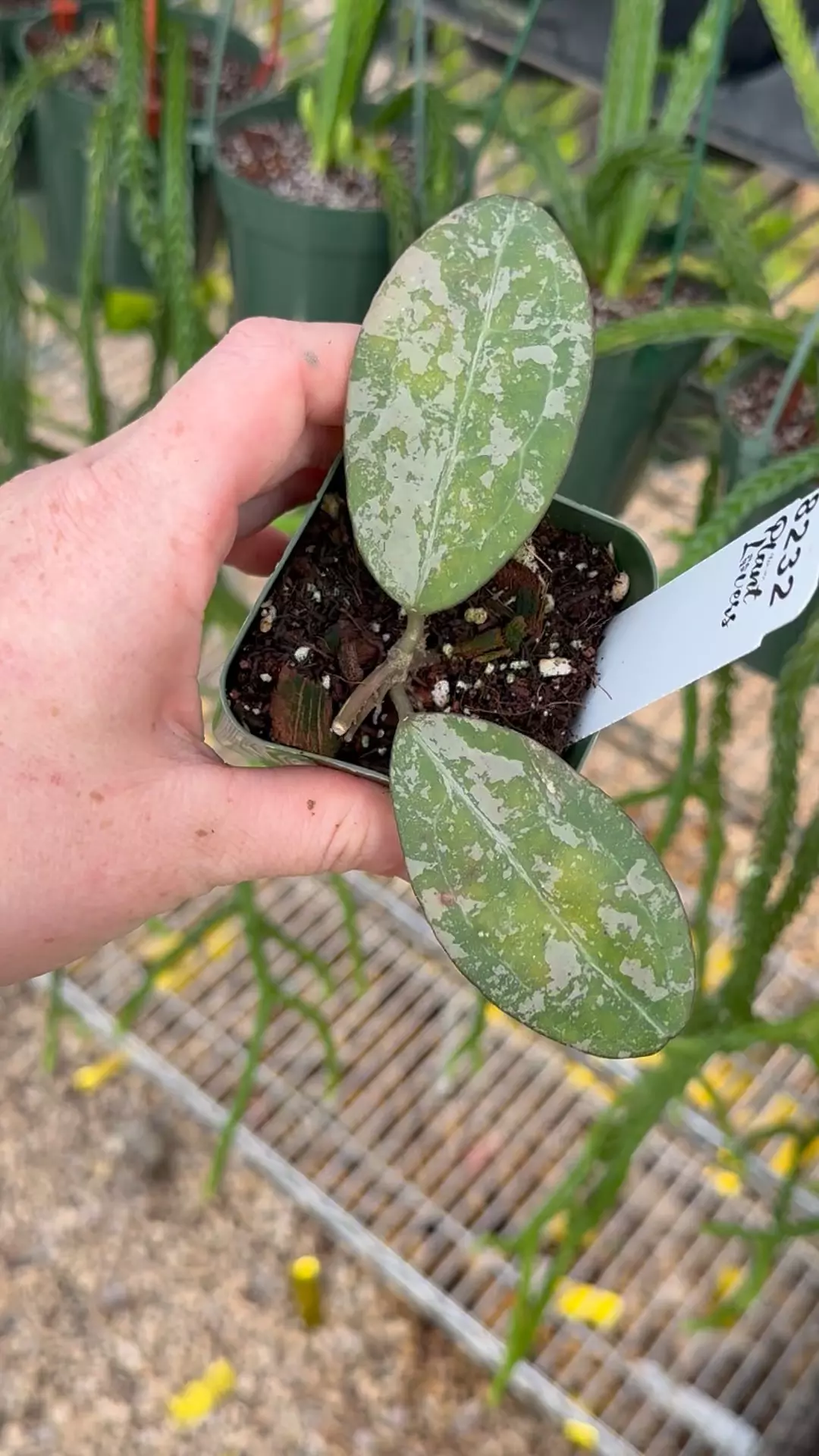 plant/PL8232: Hoya Elliptica Splash-0