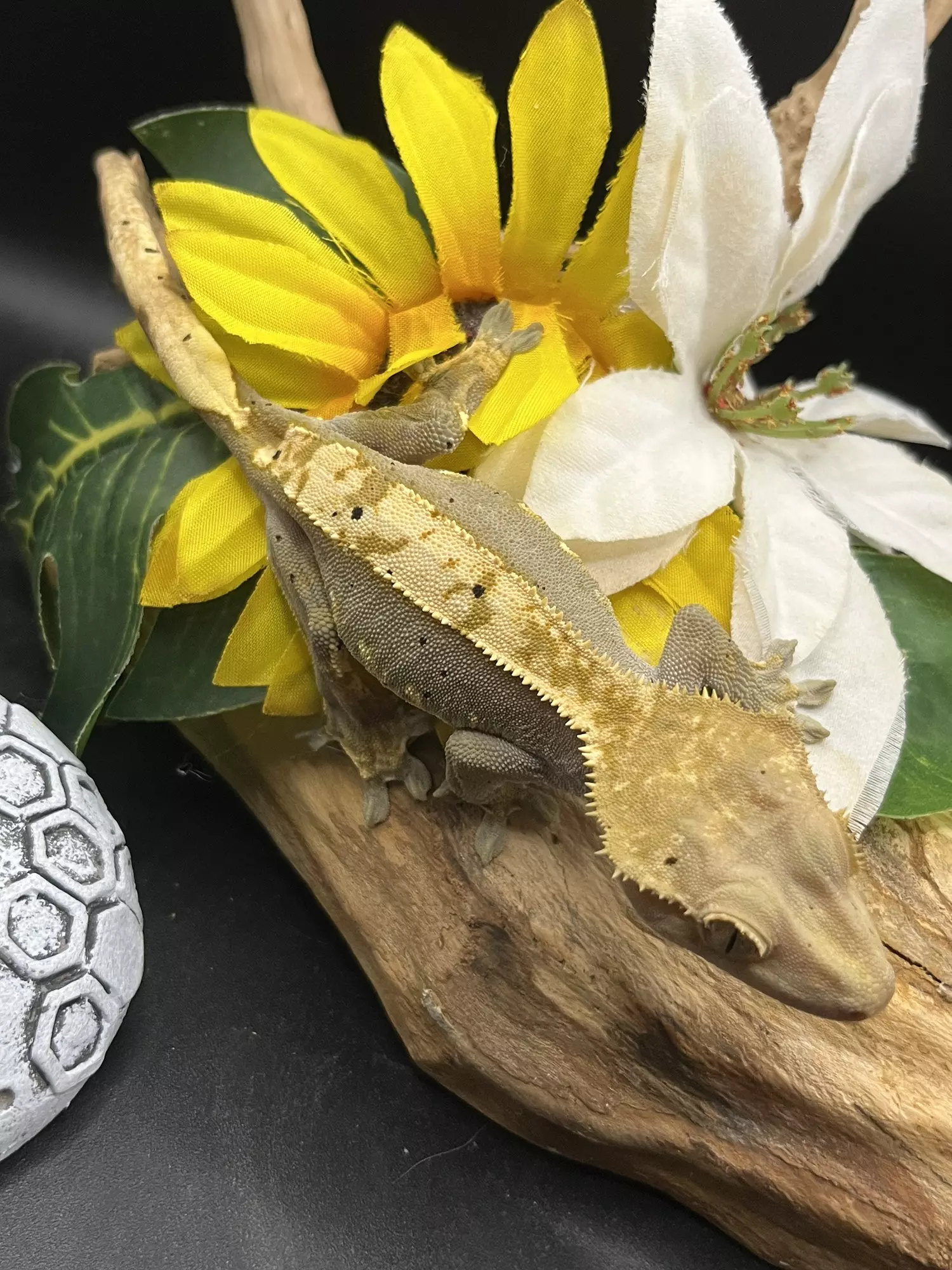 plant/Female Flame with dal spots fires up dark 35g-0