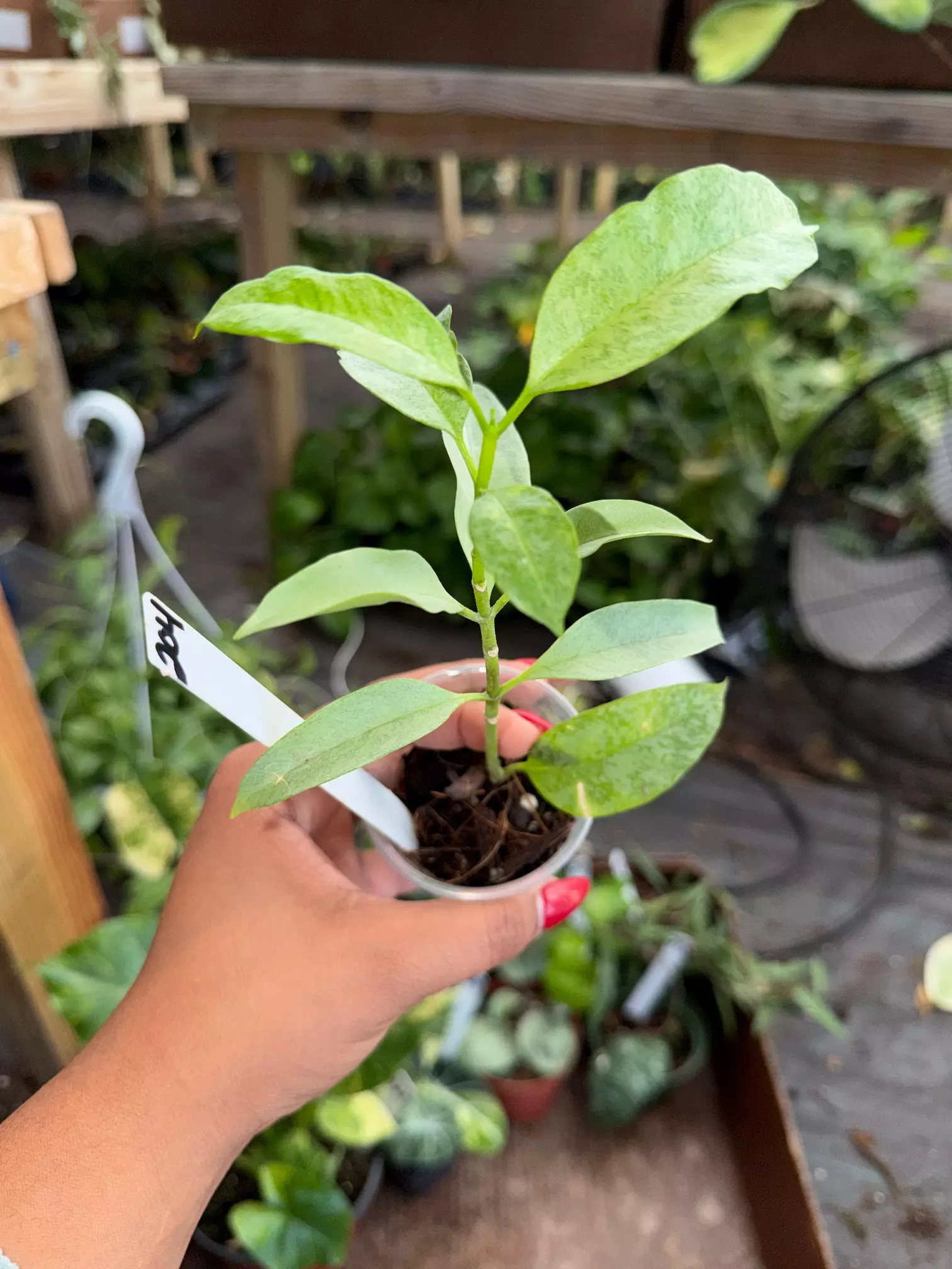 plant/HOYA MULTIFLORA WONDERPHIL 2" 204p-0