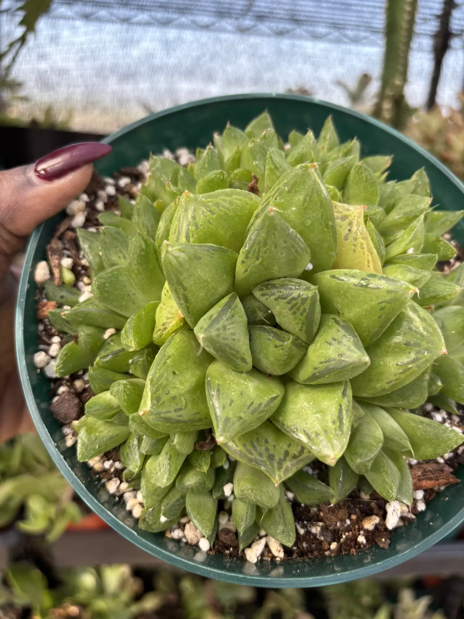 plant/Haworthia cuspidata 6 inch  -0