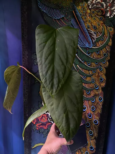 plant/Anthurium Mr. Worldwide x Open-2-thumbnail