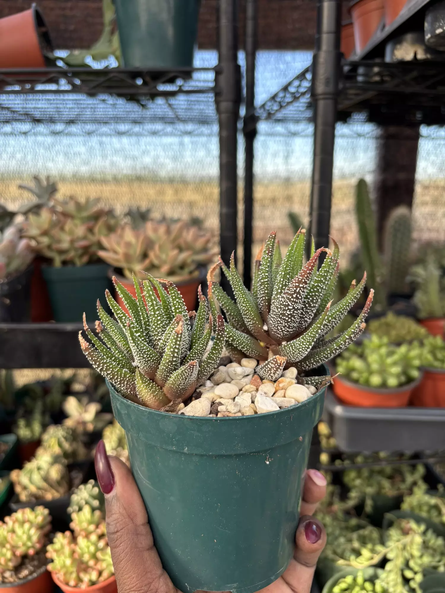 plant/Haworthia concolor-0