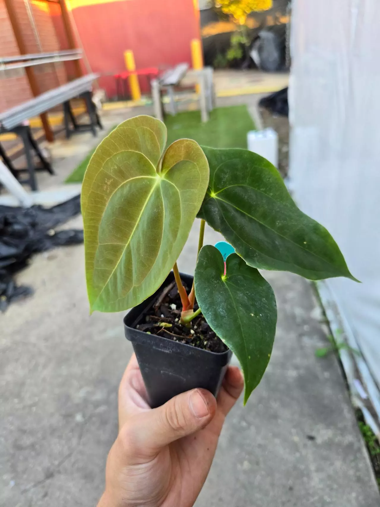 plant/P76 green emergent. Papillaminum Nice Pap #P100 x Pap puffy-3