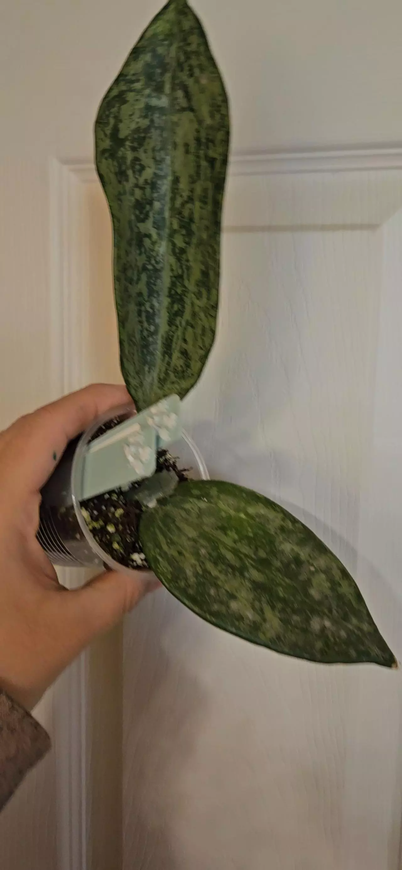 plant/Latifolia MRH-0