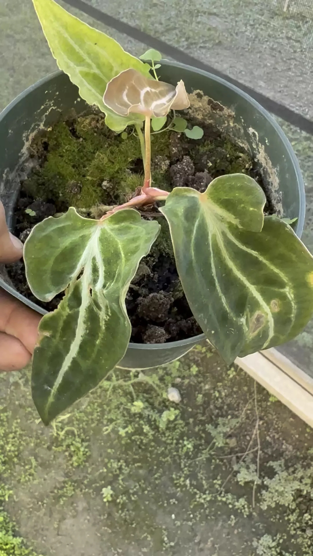 plant/Carla X soul reaper var mutant -0