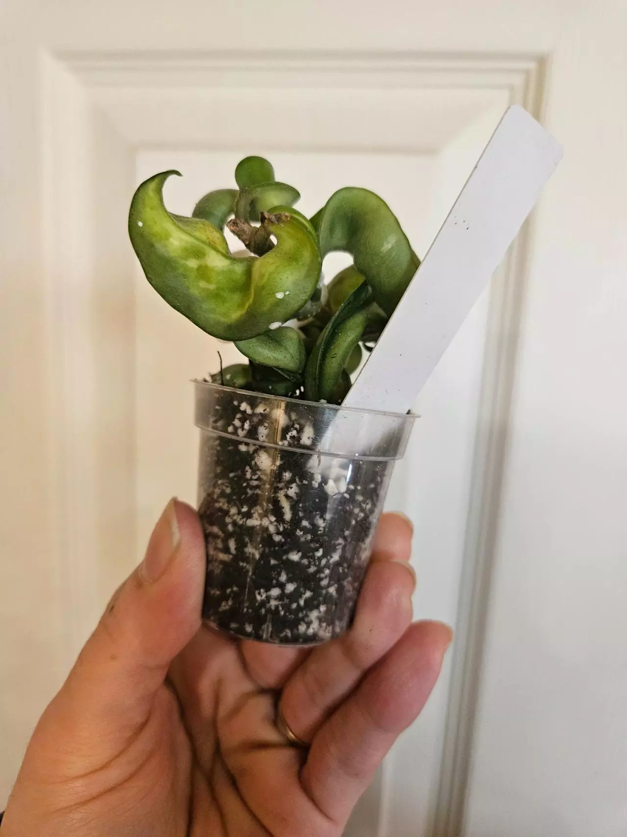 plant/Hoya mauna loa lightly rooted-0