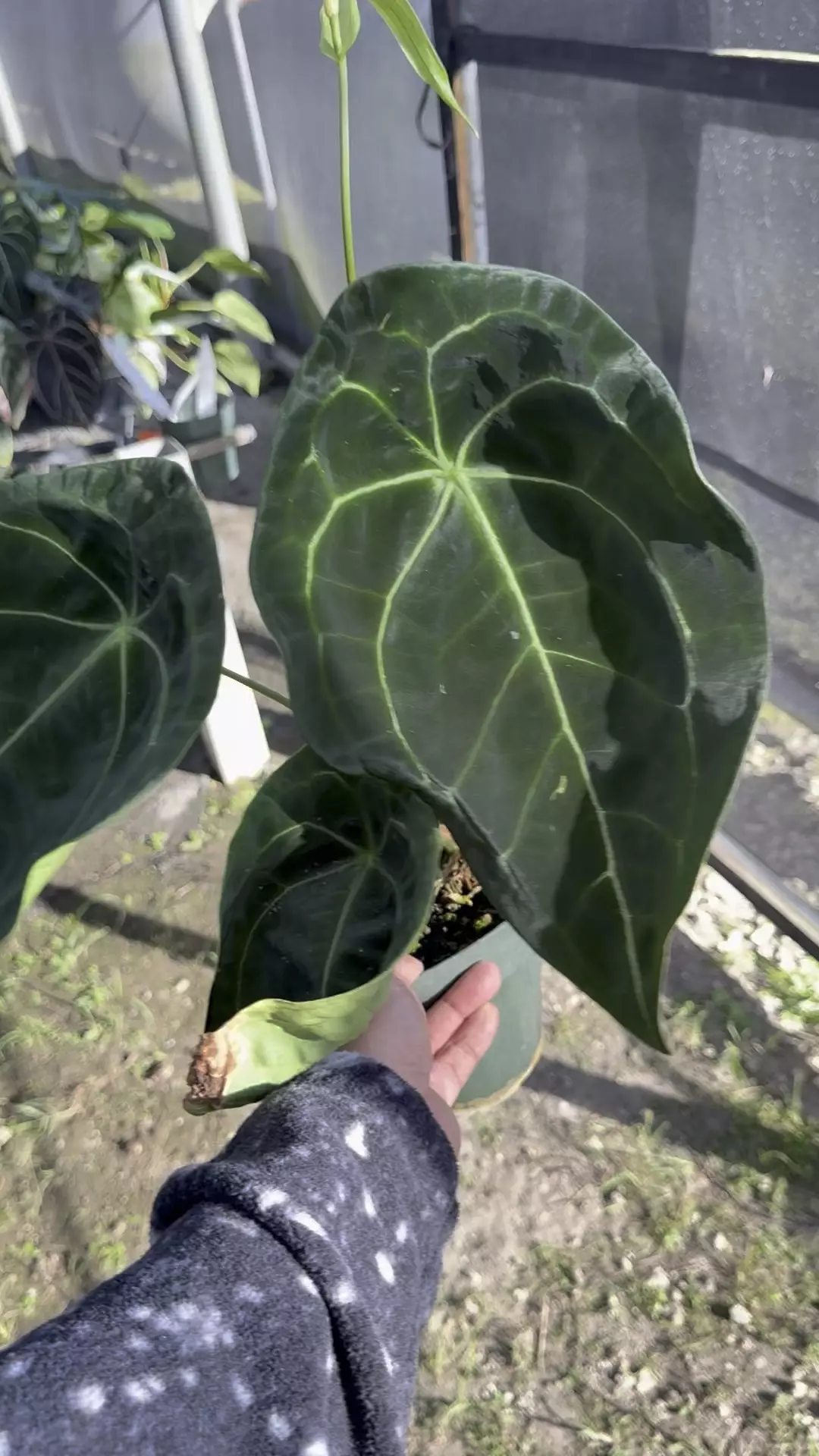 plant/ cupped mutated Forgetti 😩-0