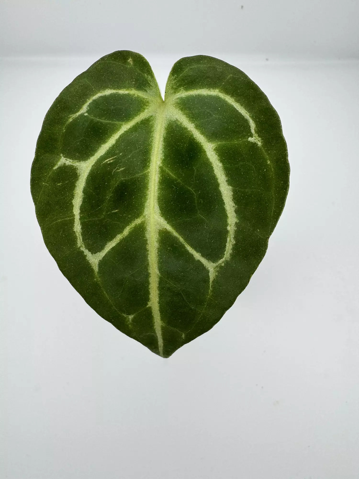 plant/P1 Carla Crystal x Red Crystal x SKG Silver Werewolf-0