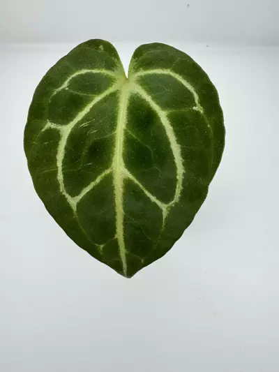 plant/P1 Carla Crystal x Red Crystal x SKG Silver Werewolf-0-thumbnail