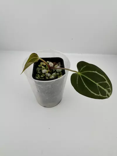 plant/P7 Magnificum x self-2-thumbnail