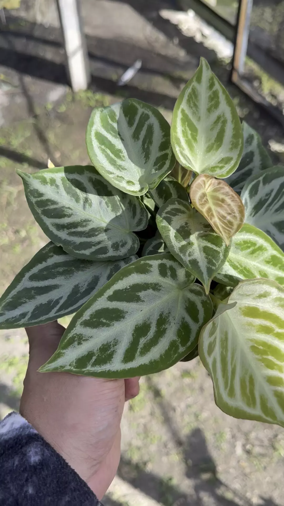 plant/Silver blush multipot -0